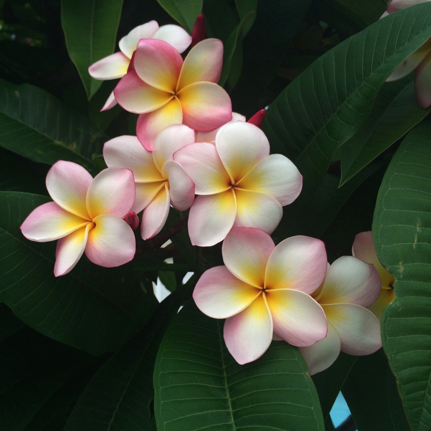 50 Plumeria Rubra Frangipani Seeds (Multi-Color)