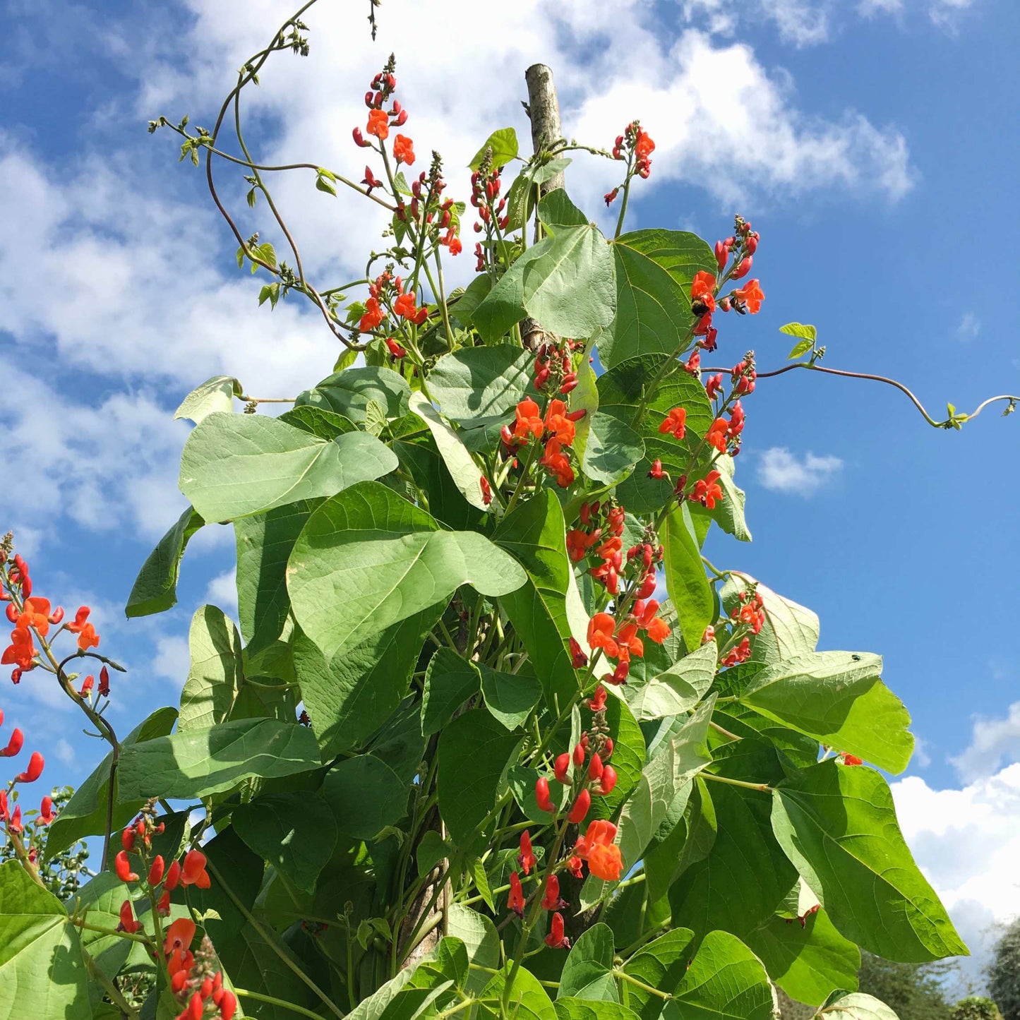 10Pcs Organic Scarlet Runner Bean Seeds