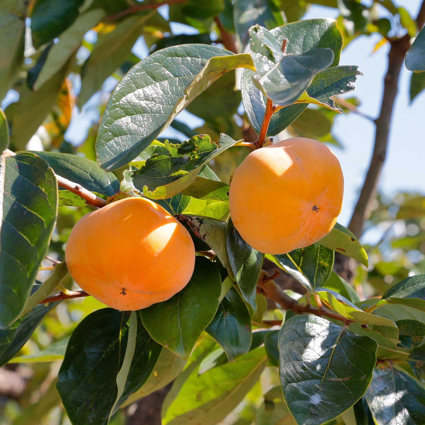 20Pcs Japanese Golden Persimmon Seeds