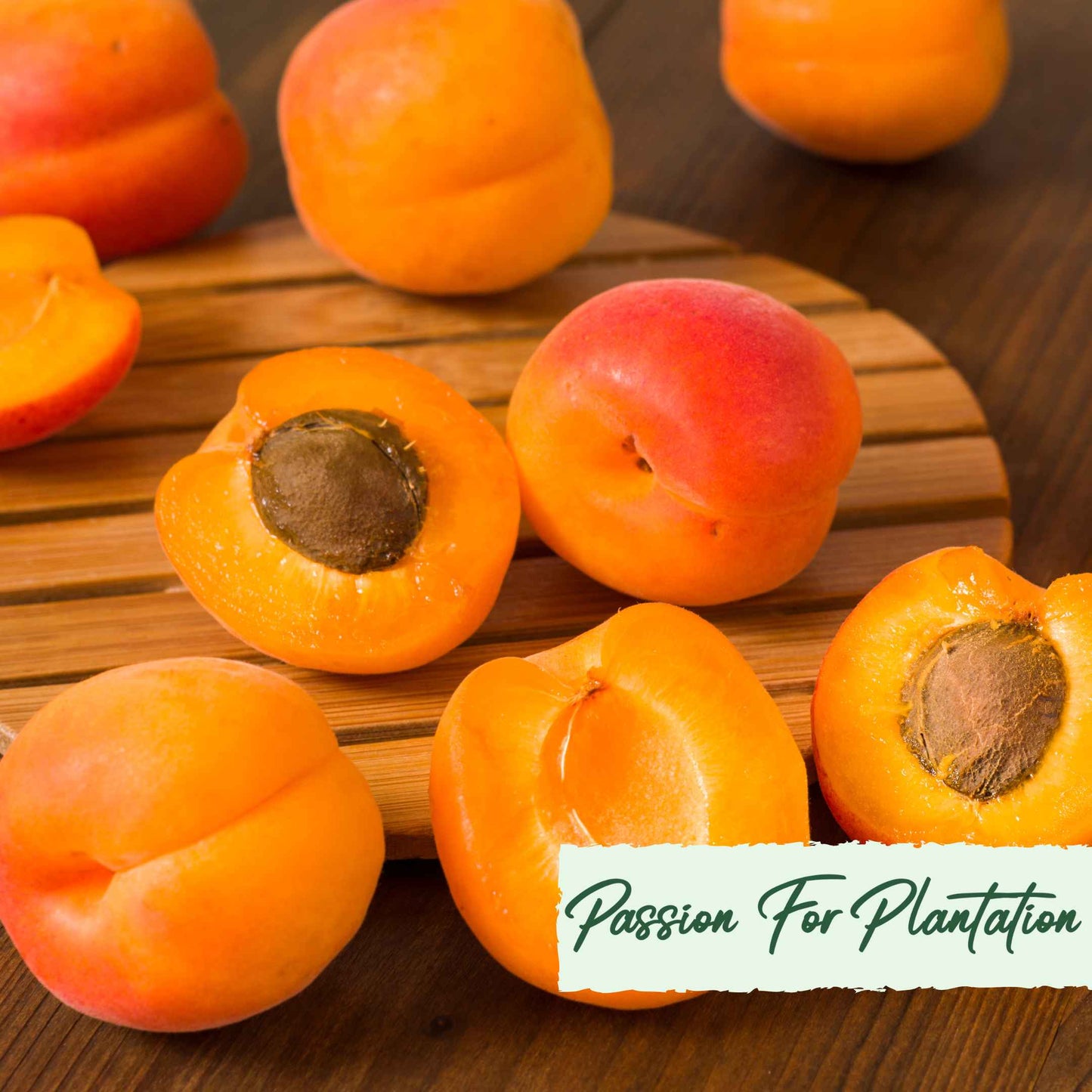 5Pcs Apricot Tree Seeds