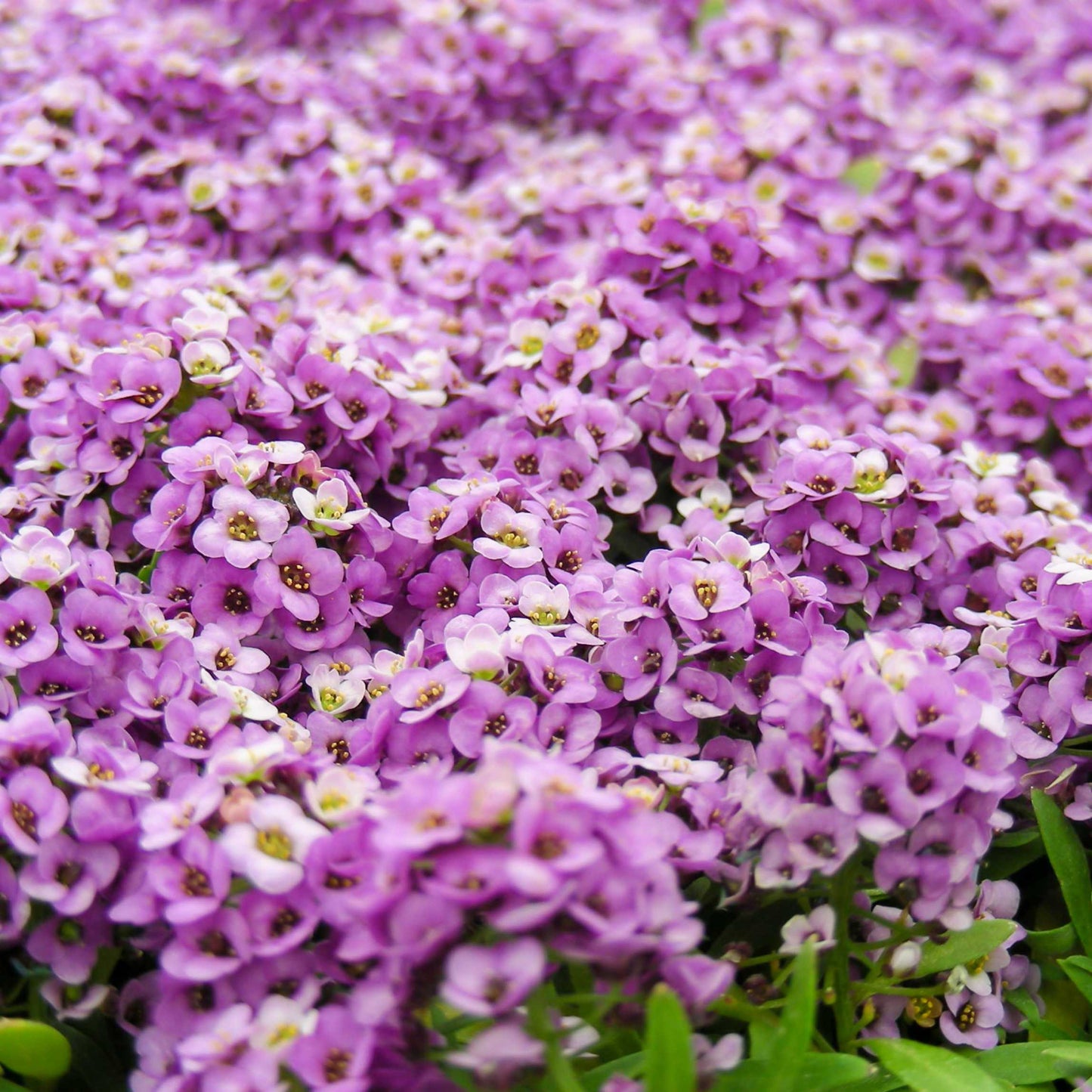 100Pcs Alyssum Flower Seeds Pack
