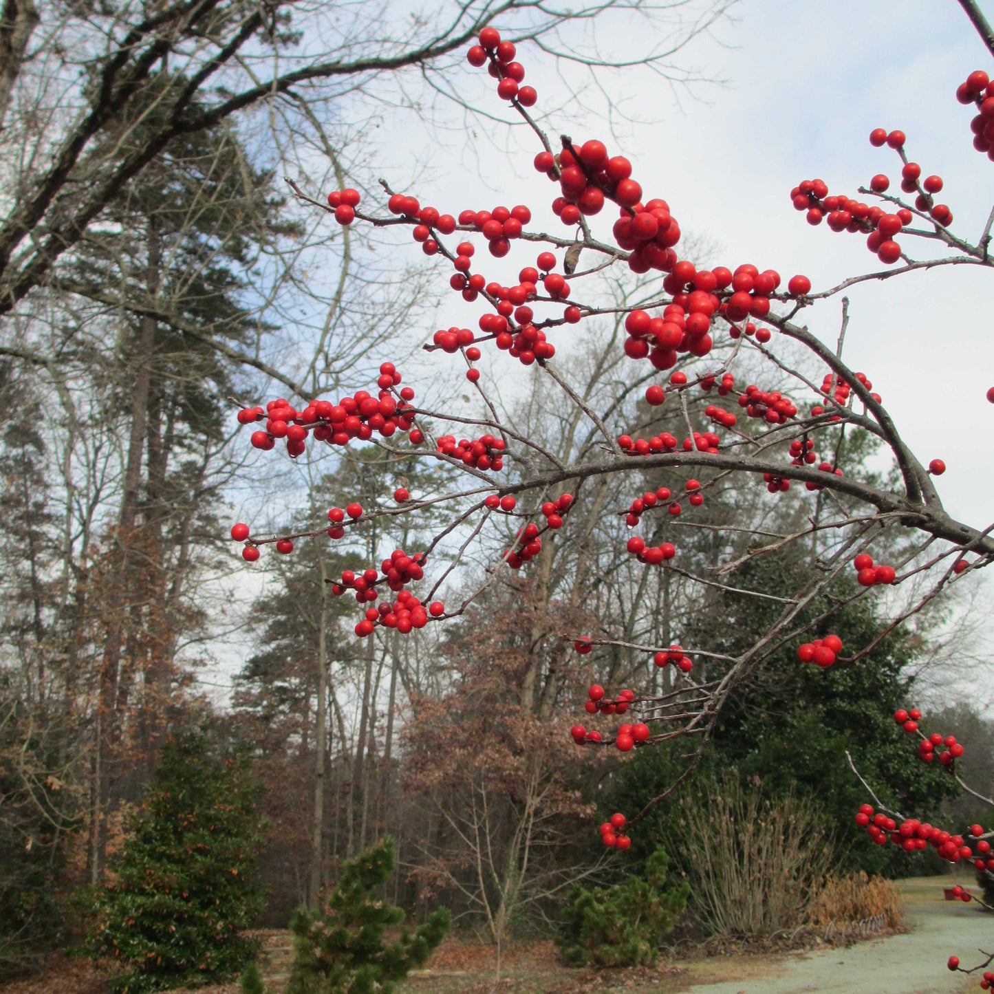 20Pcs Winterberry Seeds