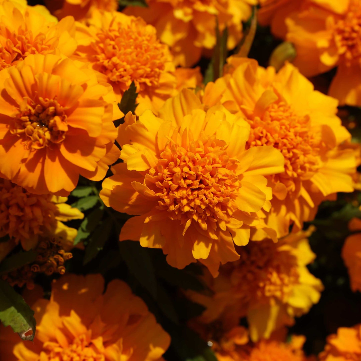 100Pcs African Marigold Seeds Pack
