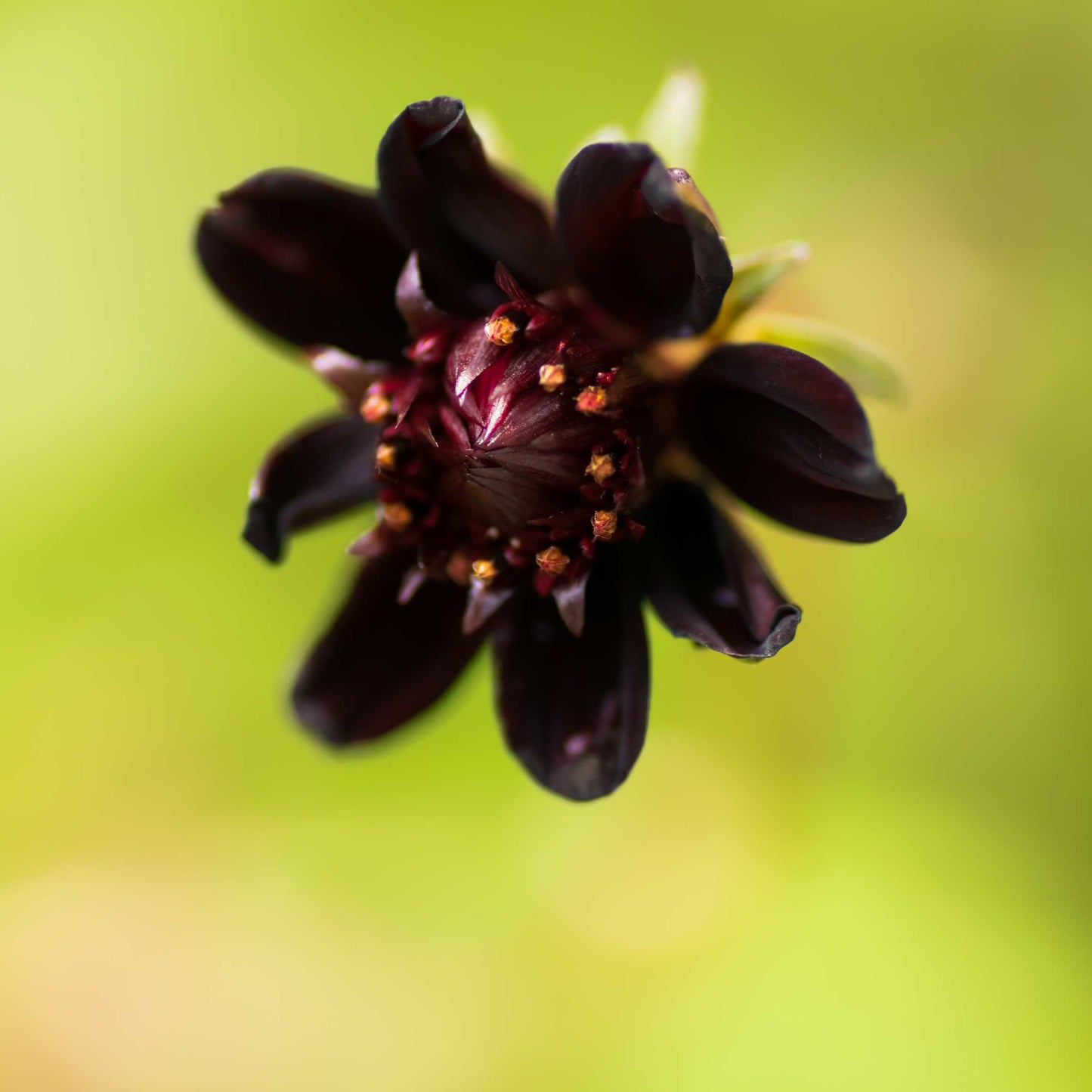 100Pcs Chocolate Cosmos Flower (Atrosanguineus) Seeds