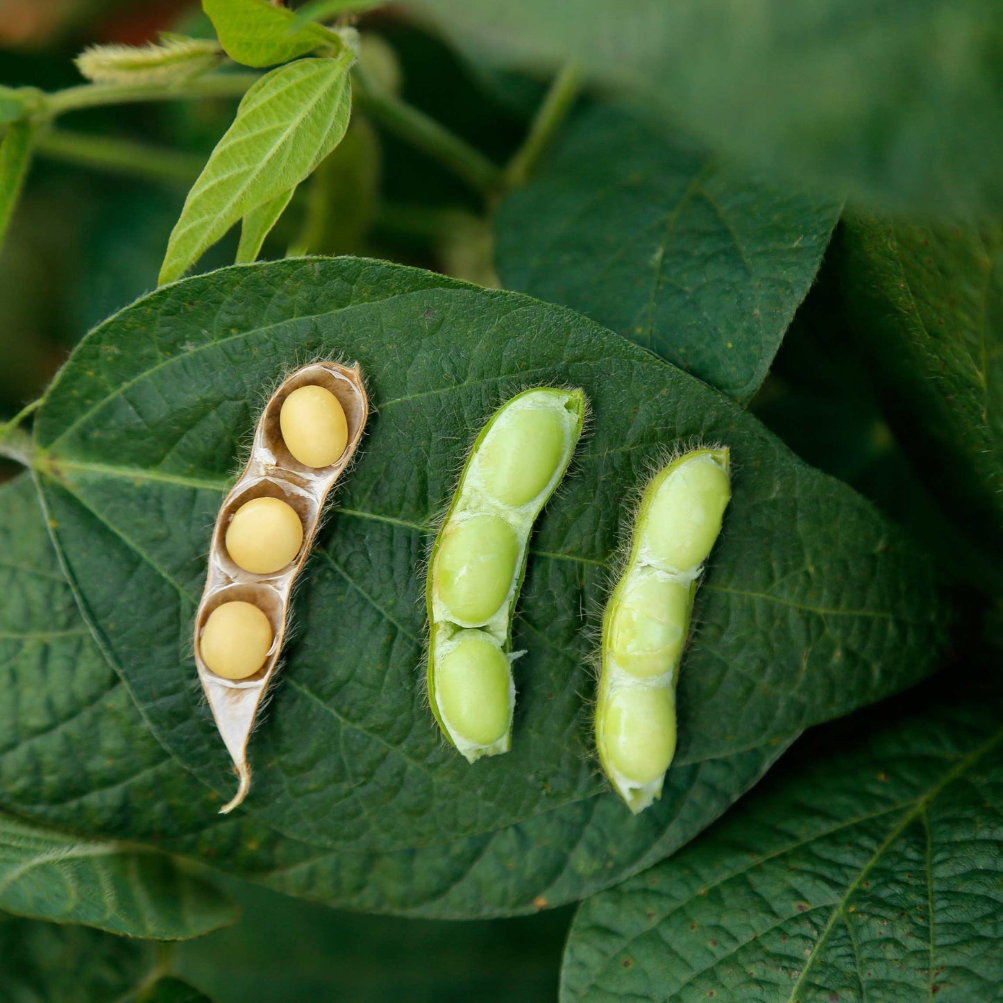 20Pcs Organic Non-GMO Soybean Seeds Pack