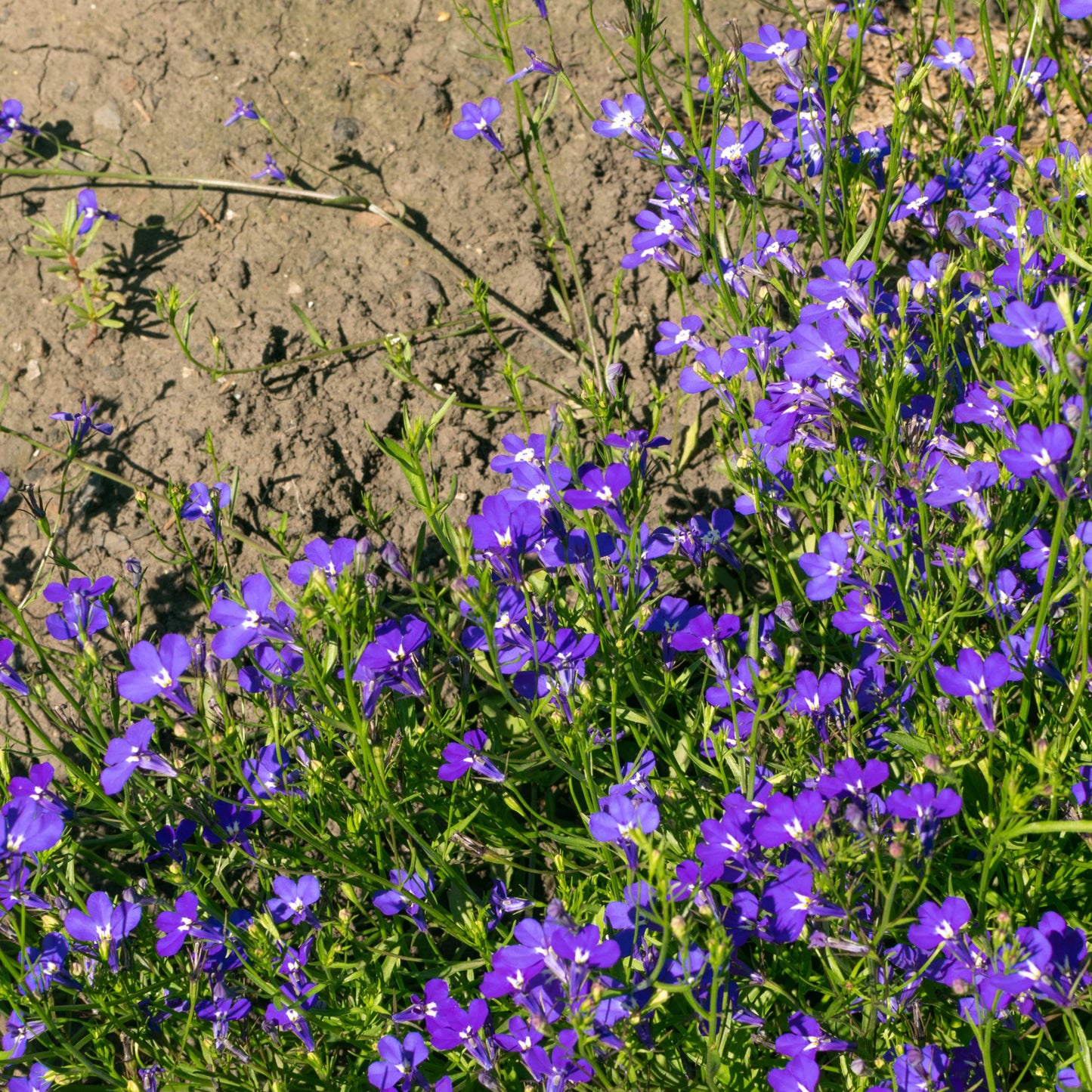100Pcs Lobelia Seeds