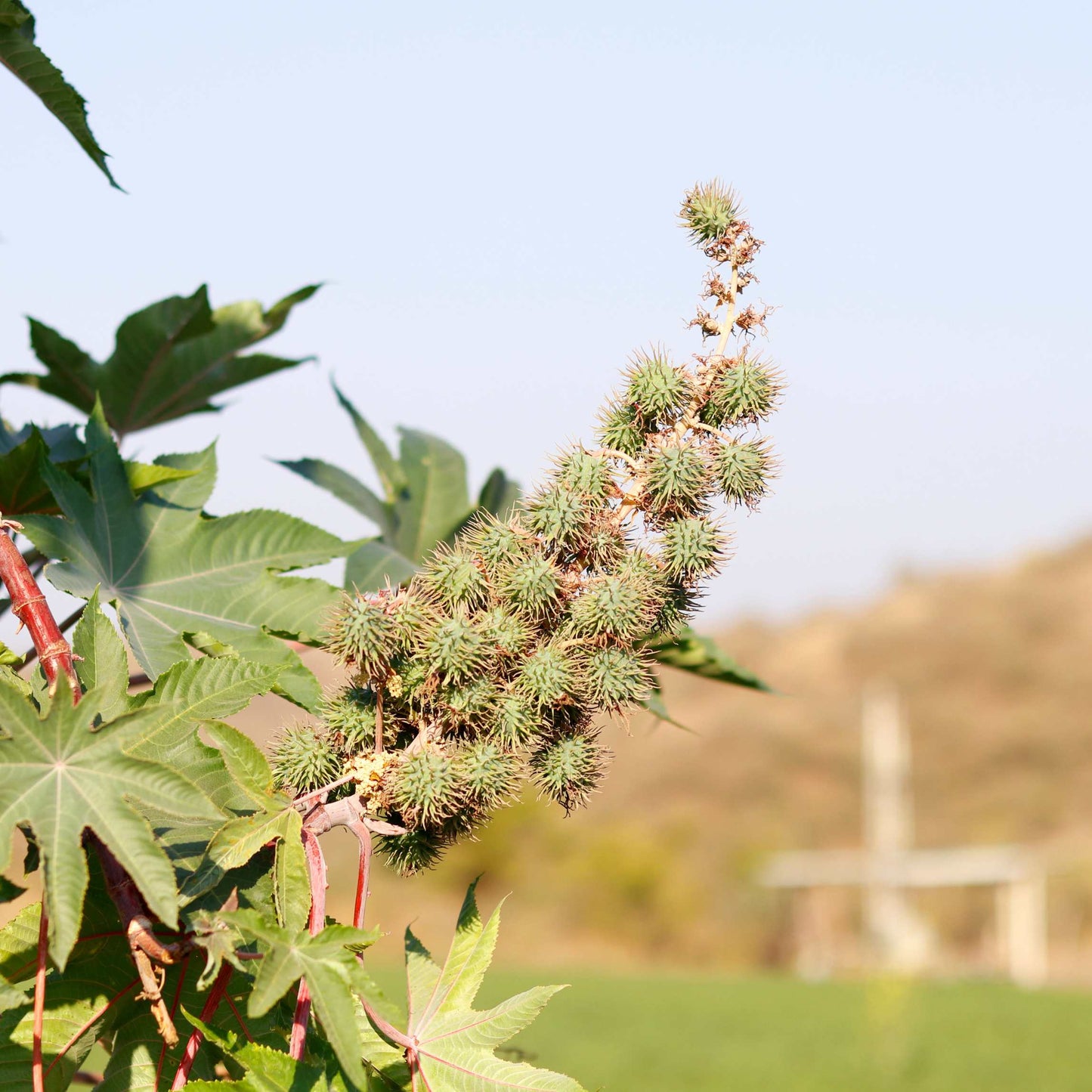 10Pcs Organic Castor Bean Seeds Pack