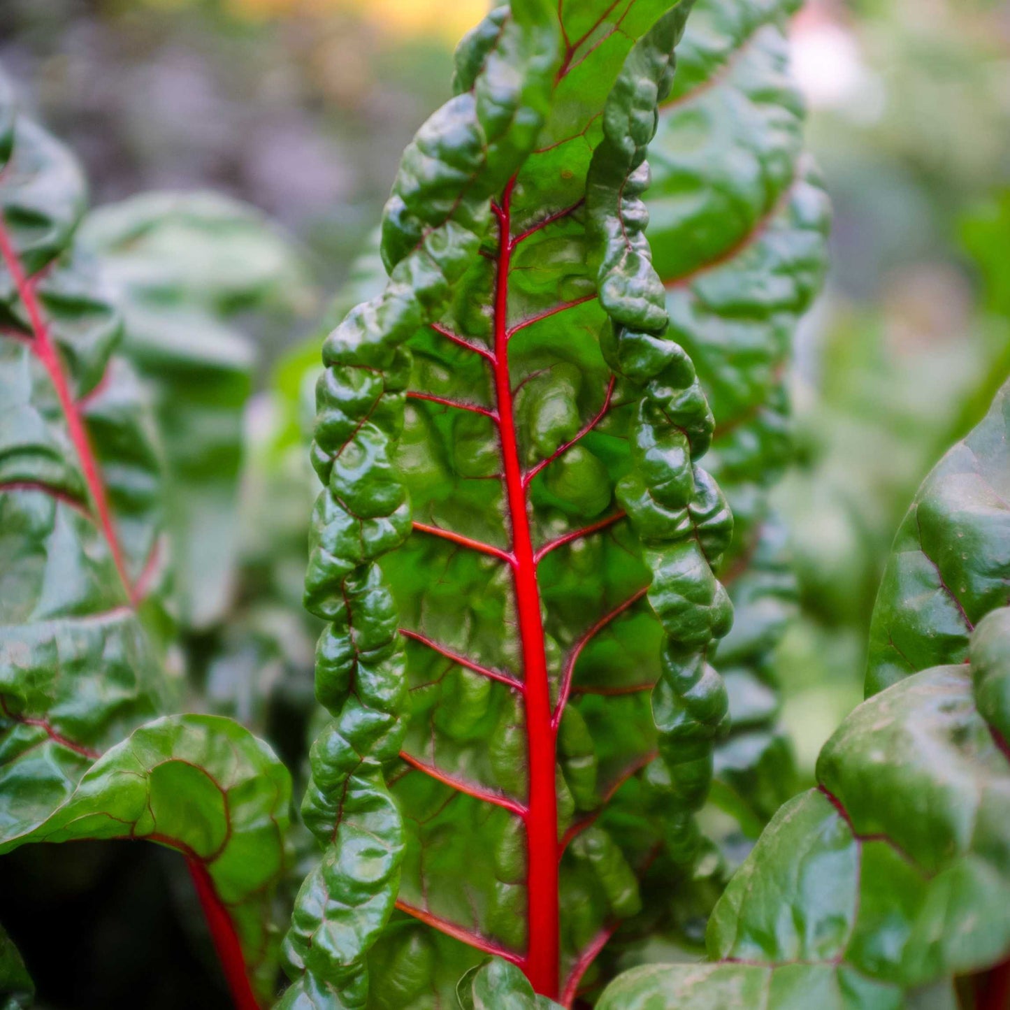 20Pcs Organic Swiss Chard Seeds