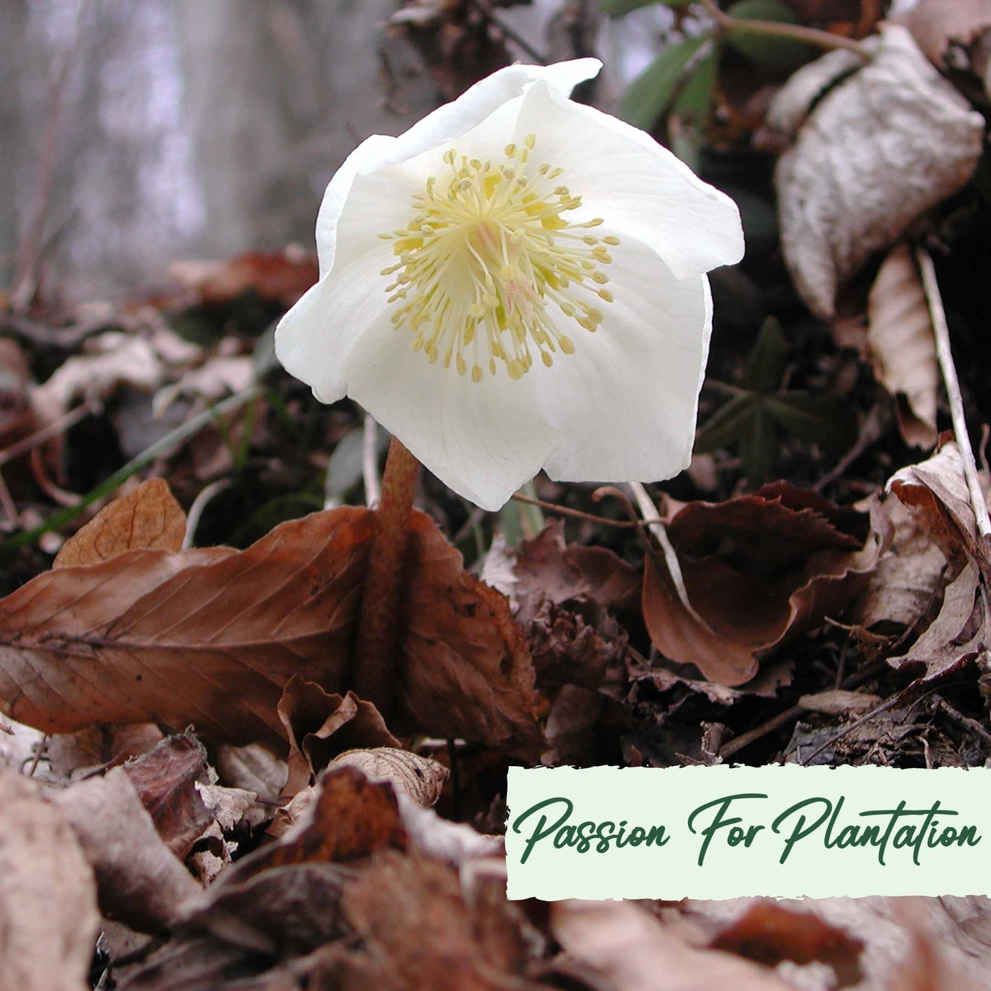 White Angel Christmas Rose (Helleborus Niger) Flower Seeds