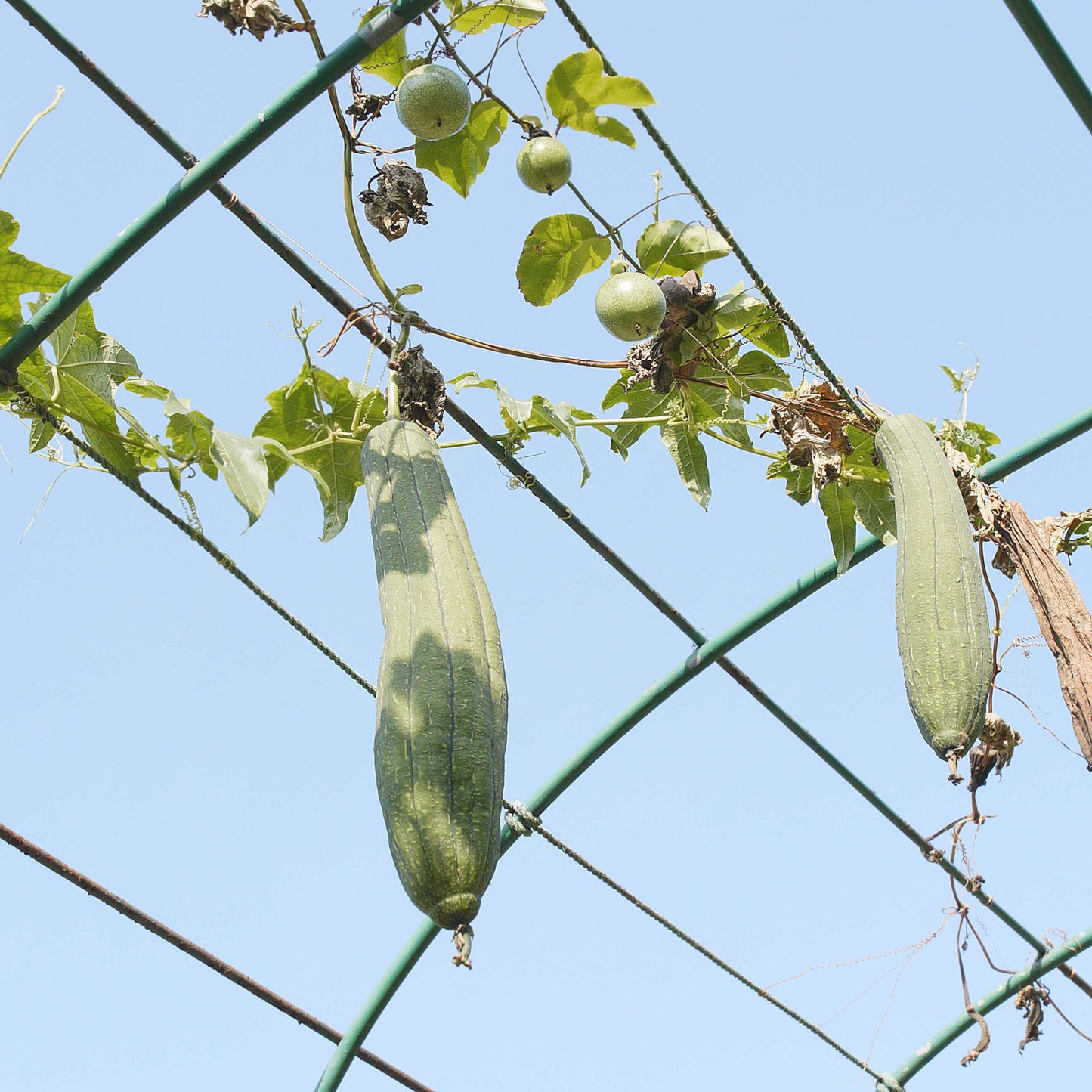 10Pcs Luffa Seeds