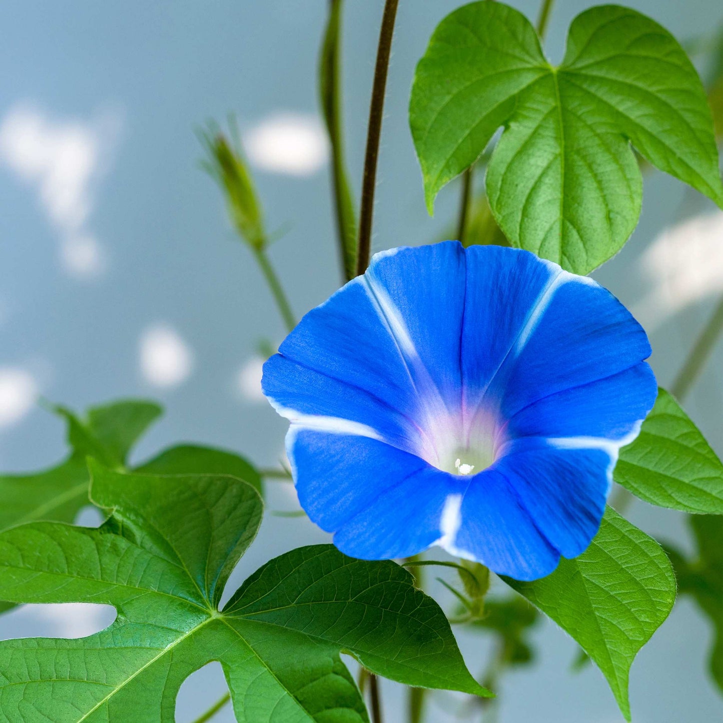 100Pcs Mix Color Morning Glory Flower Seeds