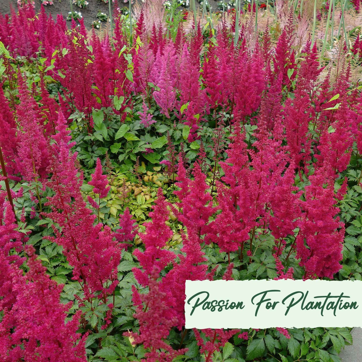 Astilbe Bunter Mix Flower Seeds (Astilbe Arendsii Bunter)