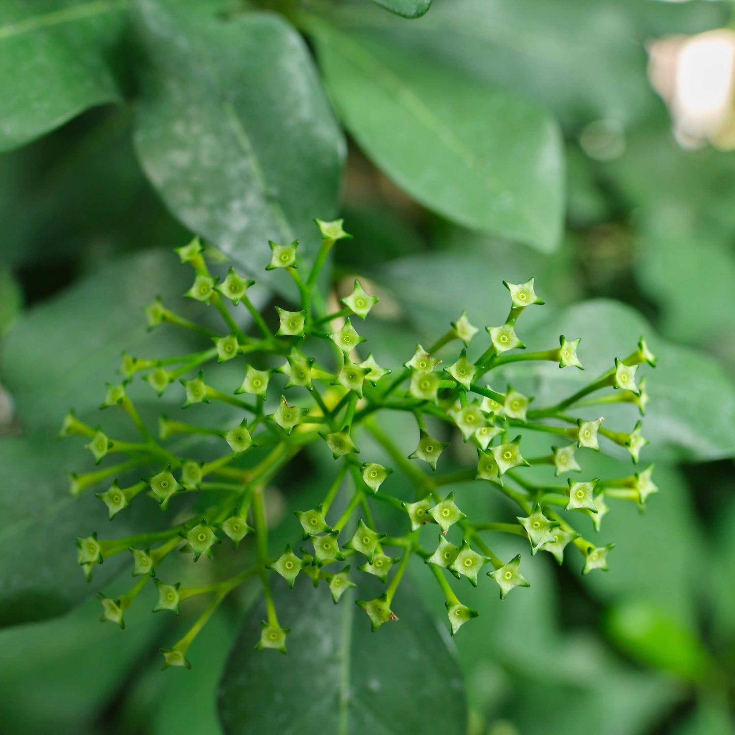 20pcs Night Blooming Jasmine Seeds