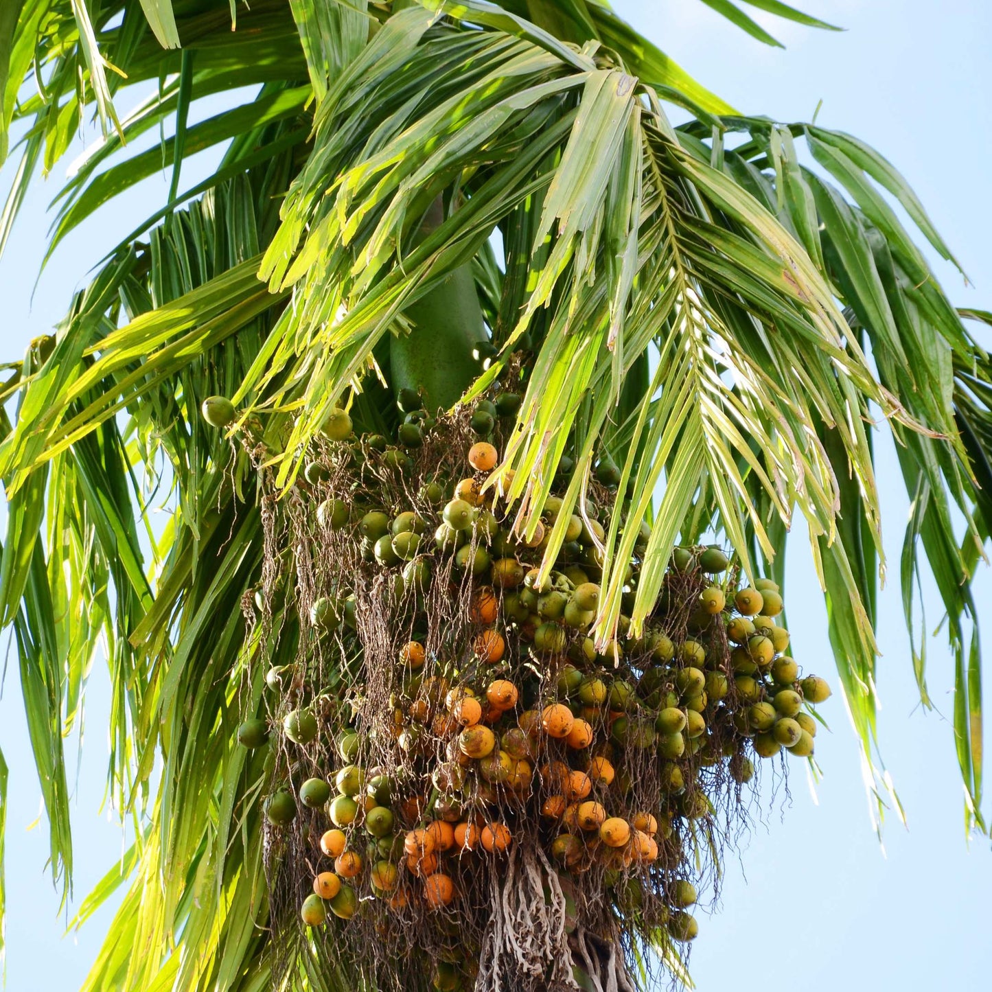 20Pcs Areca Palm Tree Seeds