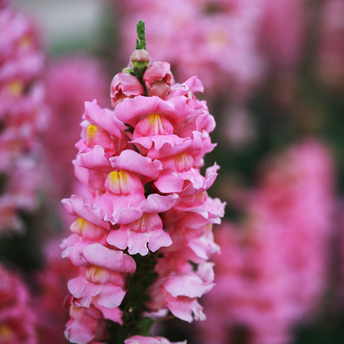 100Pcs Organic Snapdragon Flower Seeds Pack