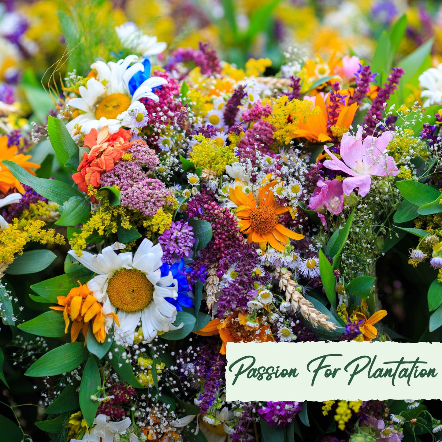 500Pcs Bulk Vibrant Fresh Wildflower Seeds Pack