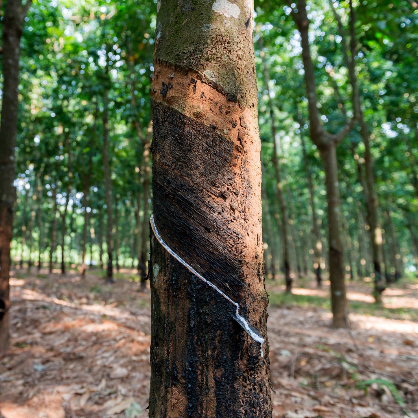5pcs Professional Grade Rubber Tree Plant Seeds