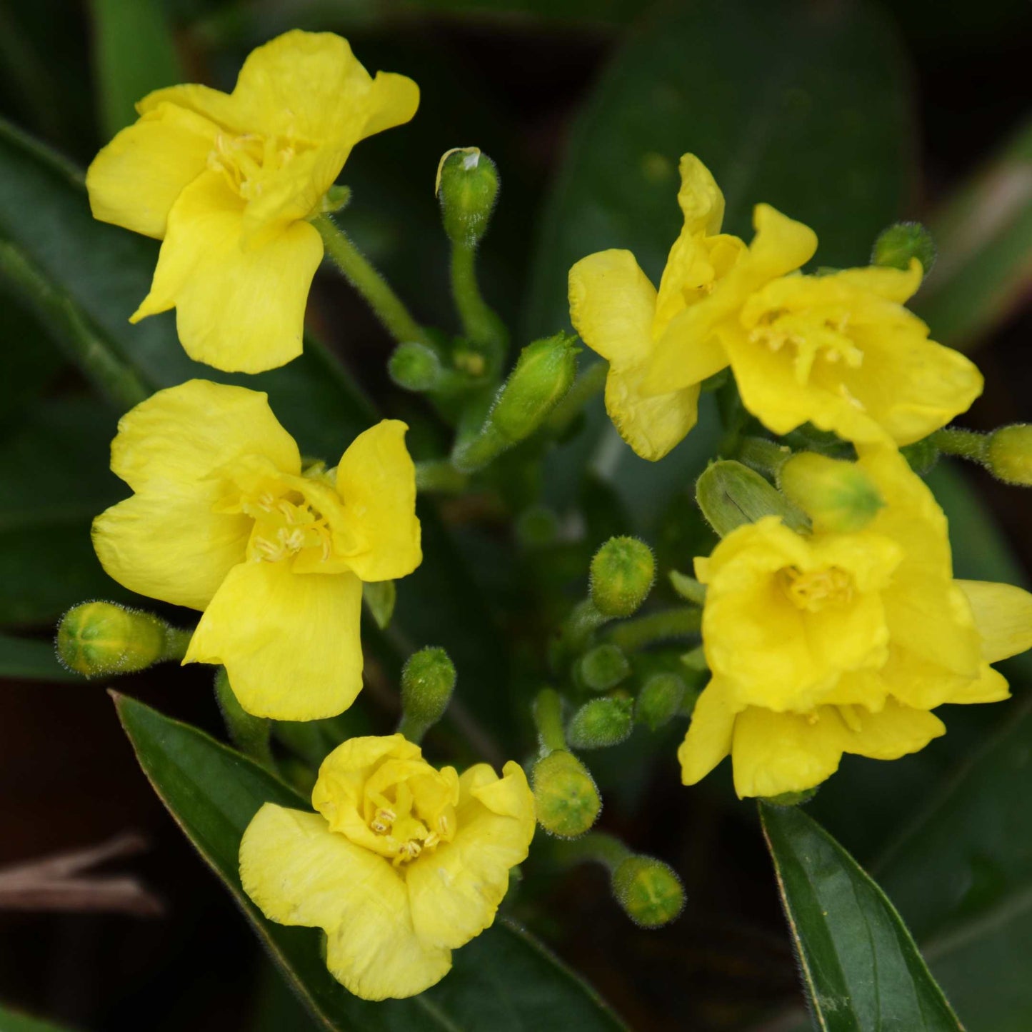 100Pcs Evening Primrose Flower Seeds Pack