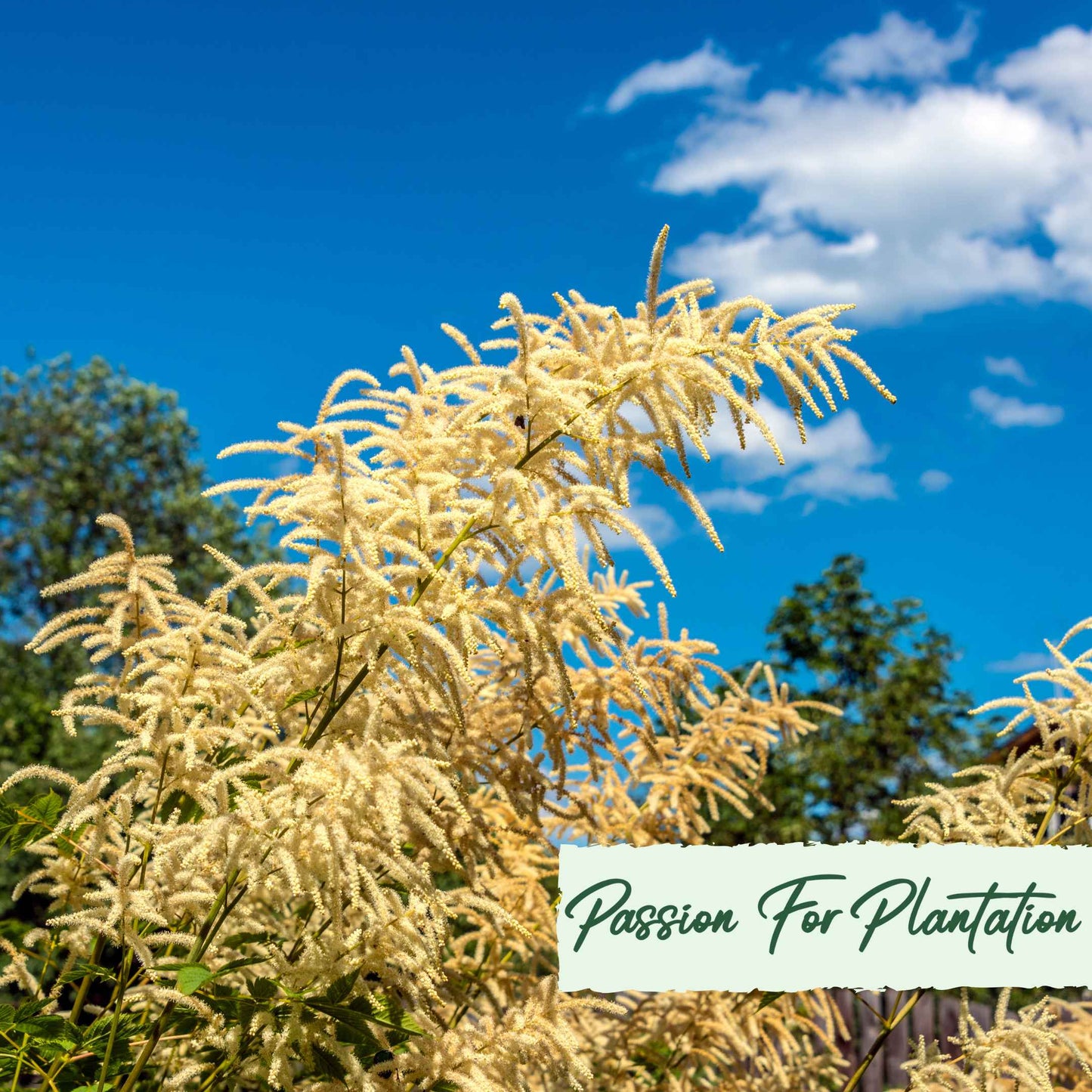 Aruncus Noble Spirits Seeds (Aethusifolius Noble Spirits)