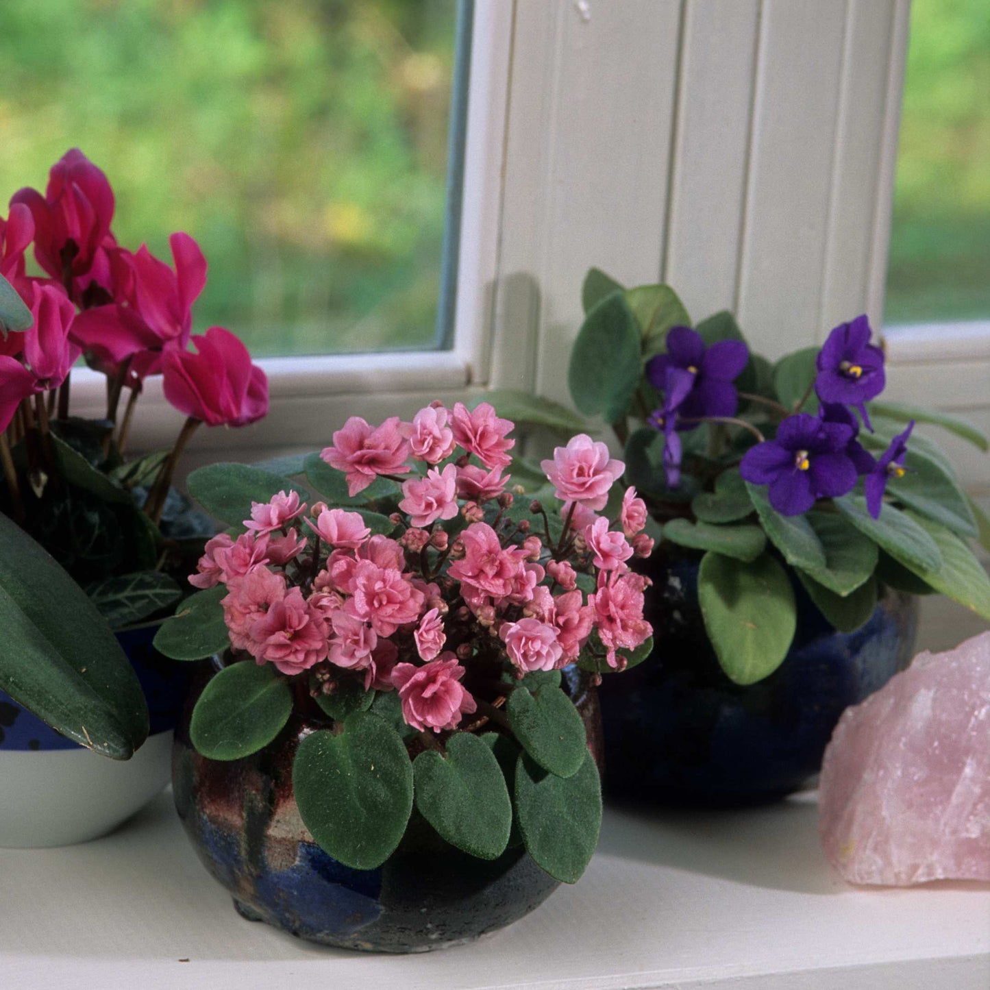 30Pcs Mix African Violet Seeds Pack