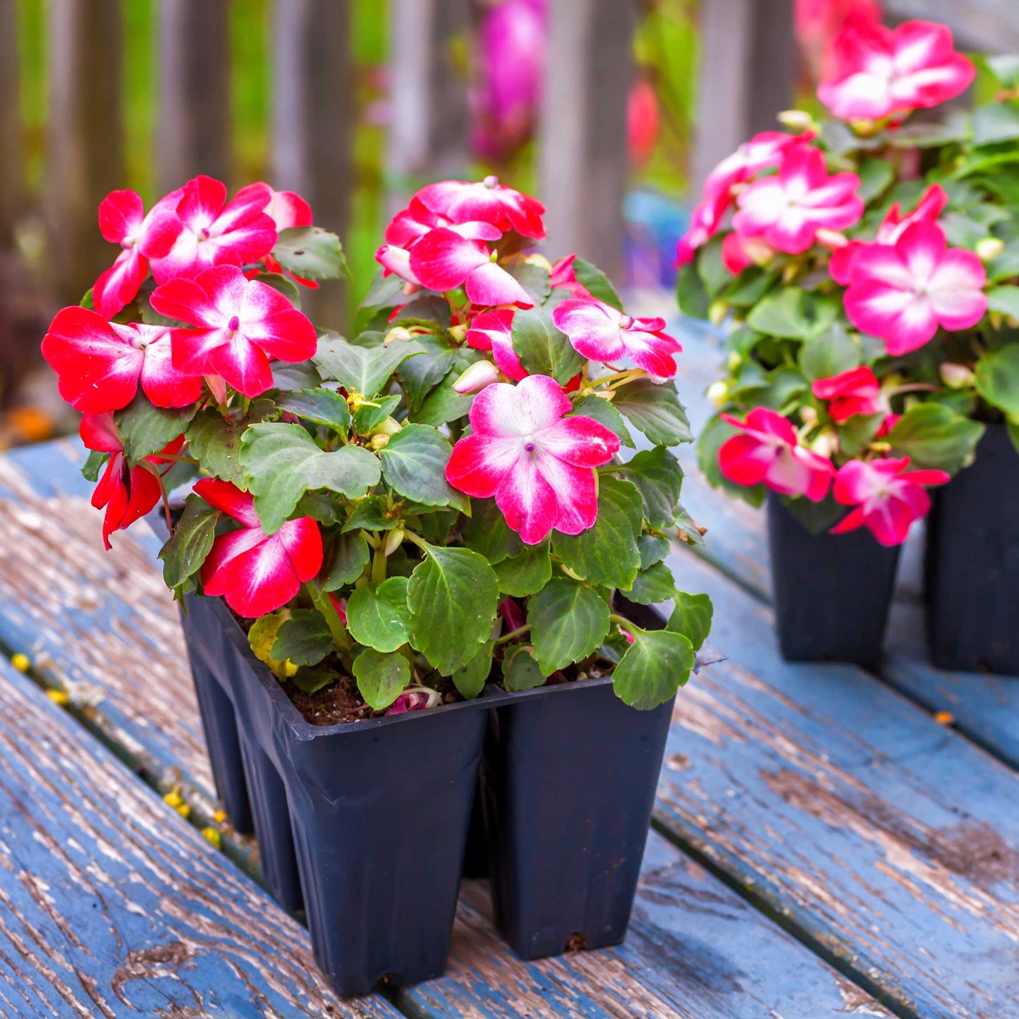 100Pcs Impatiens Flower Seeds Pack