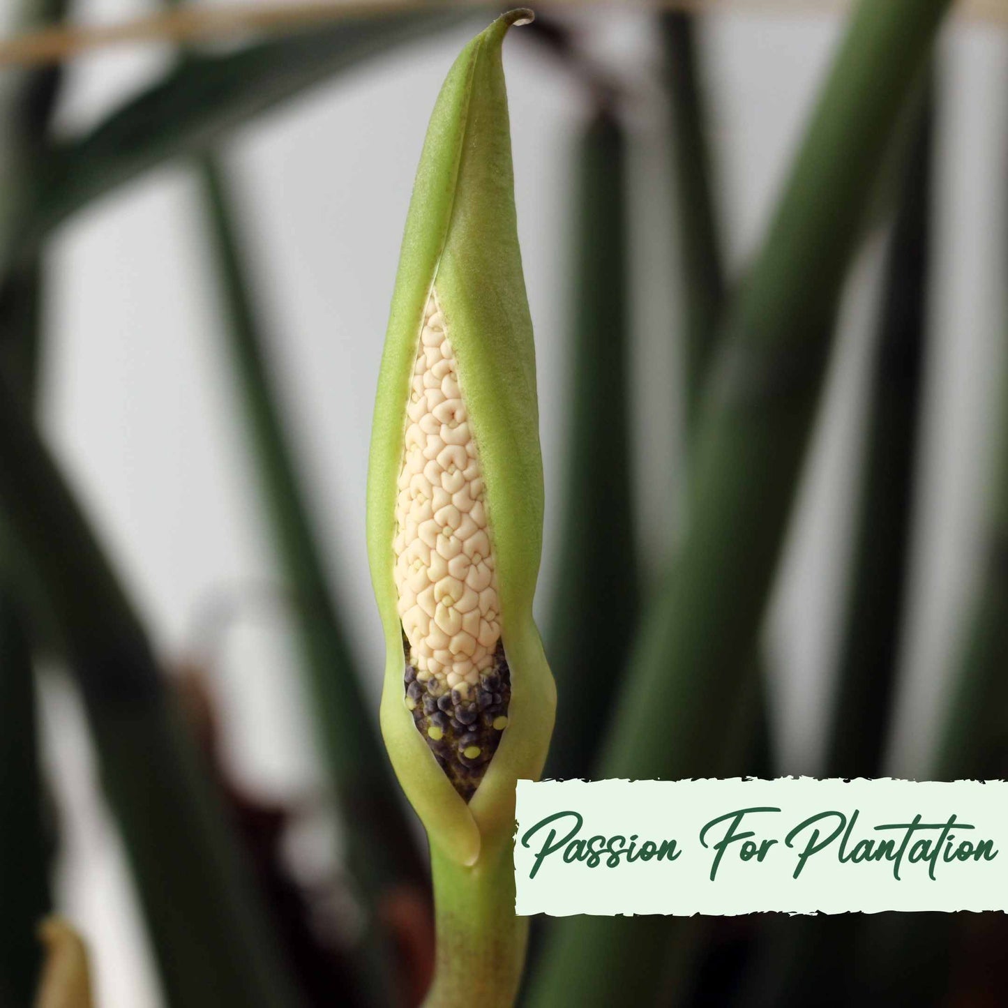 50Pcs Money Tree Plant Seeds (Zamioculcas zamiifolia)