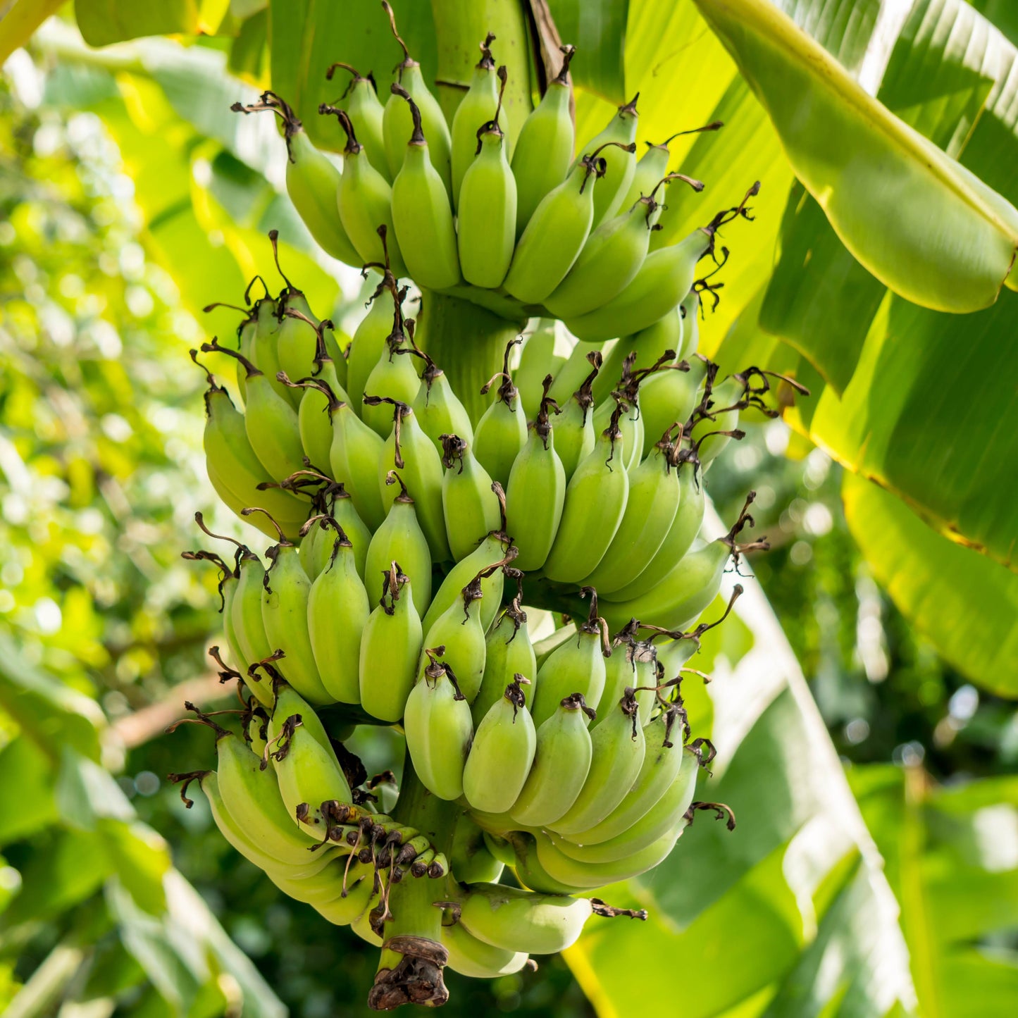 30Pcs Banana Plant Seeds
