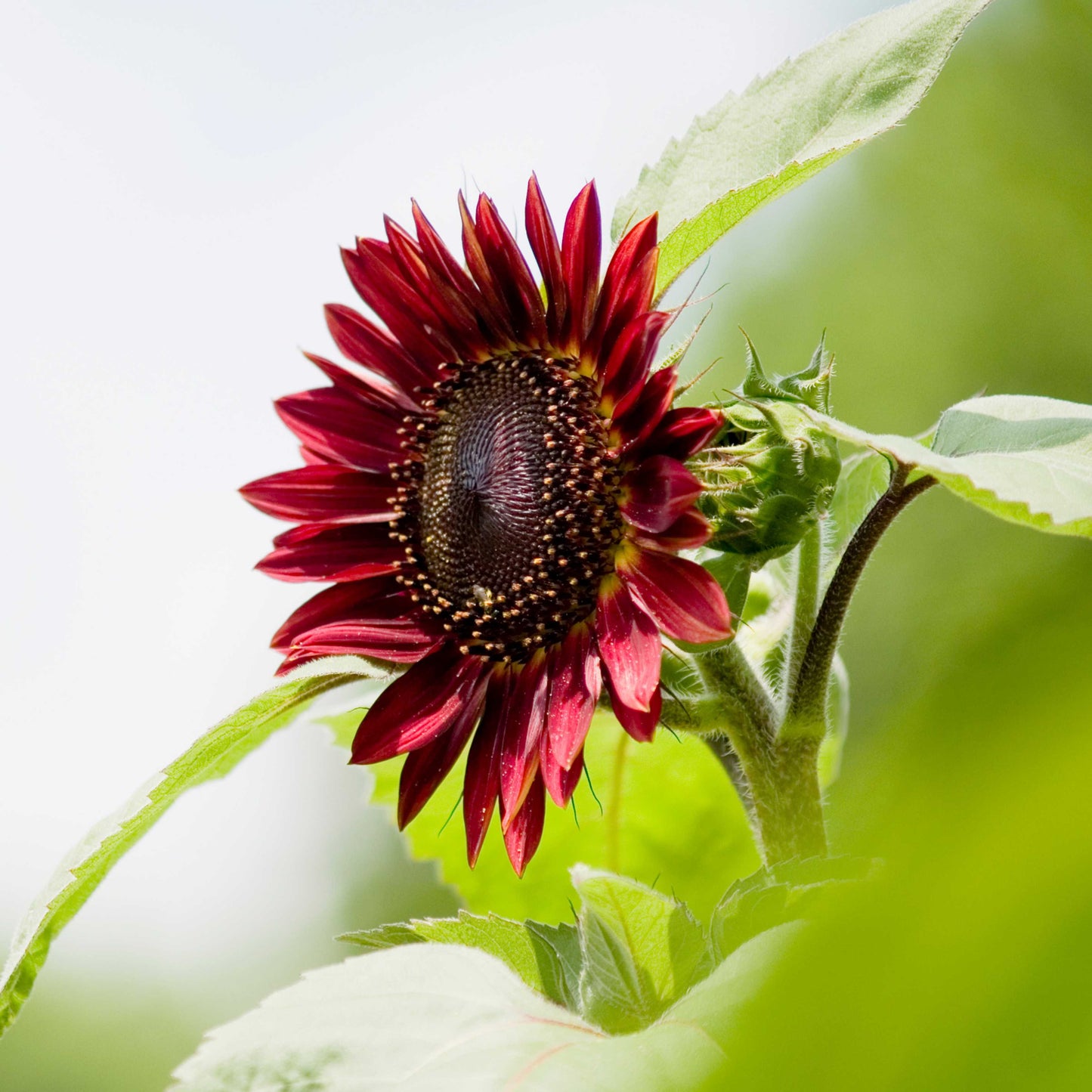 20Pcs Red Sunflower Seeds