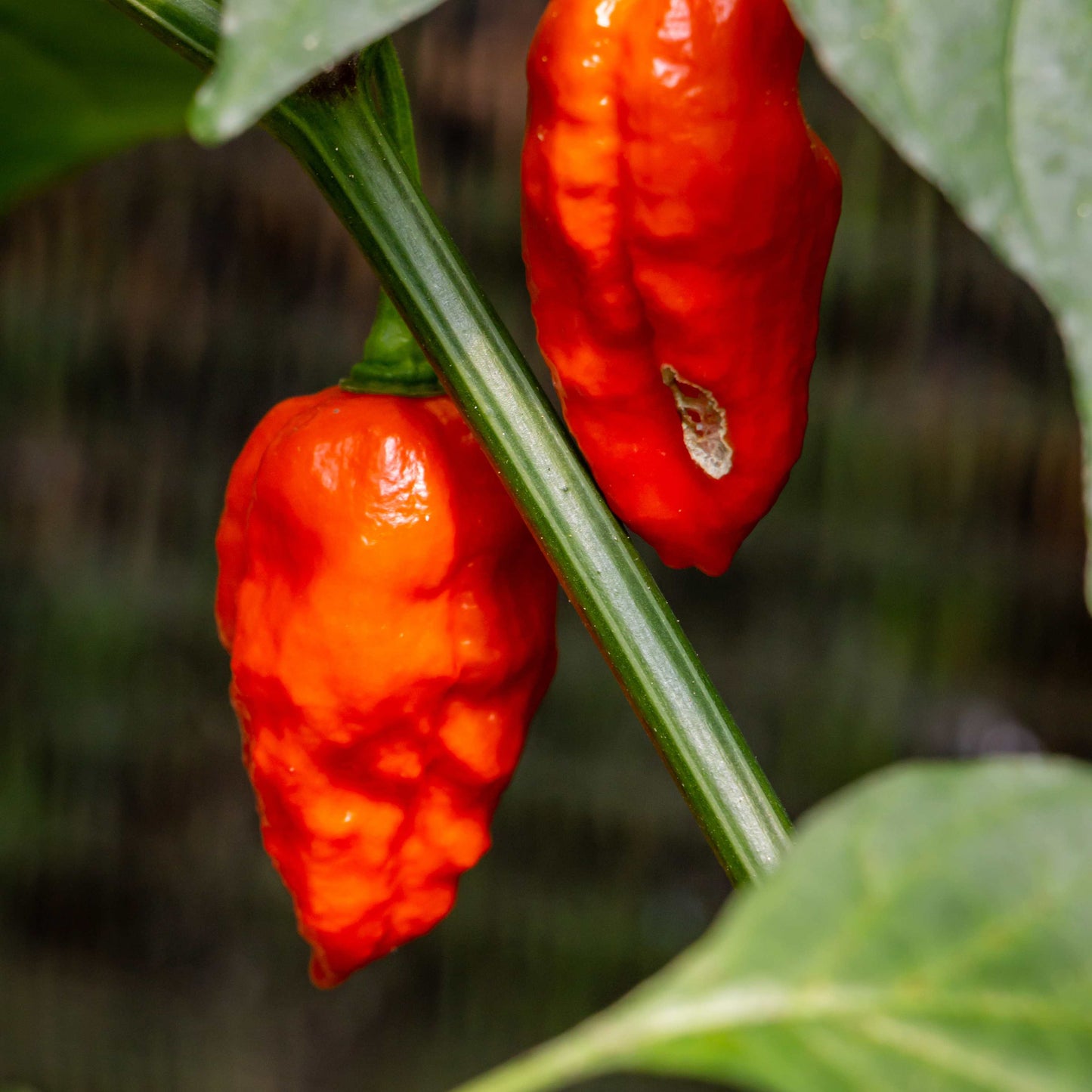 100Pcs Carolina Reaper Pepper Seeds