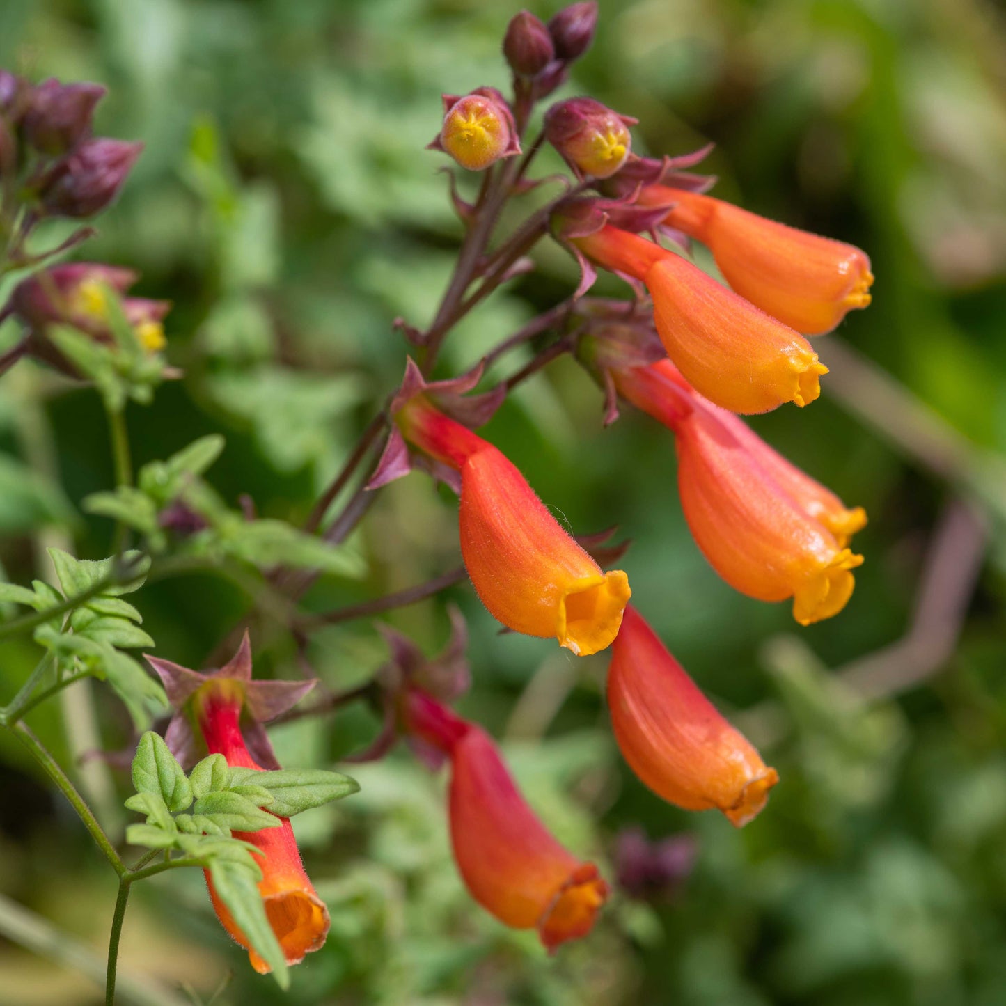 100Pcs Wild Columbine Flower Seeds
