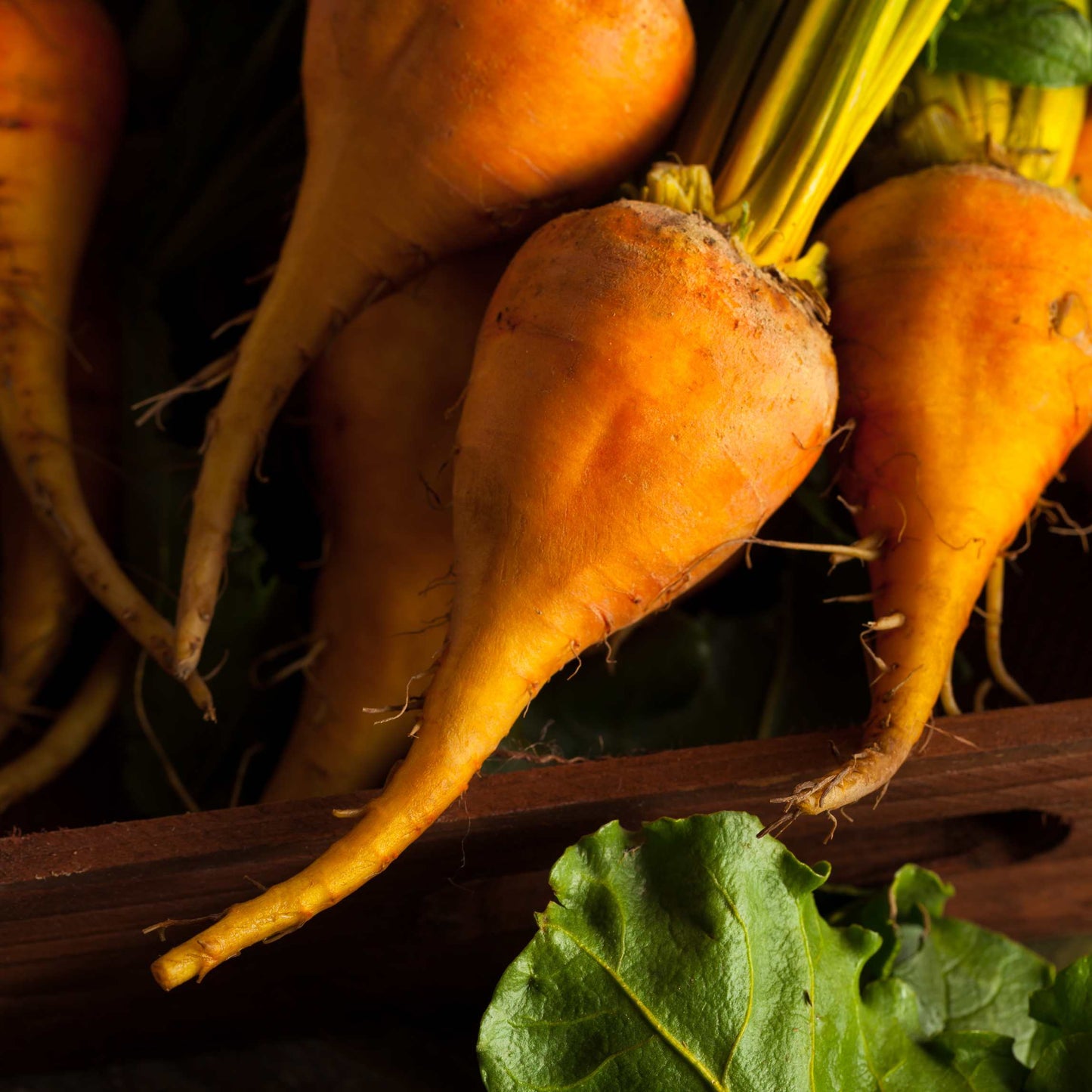 50Pcs Organic Golden Beetroot Seeds Pack