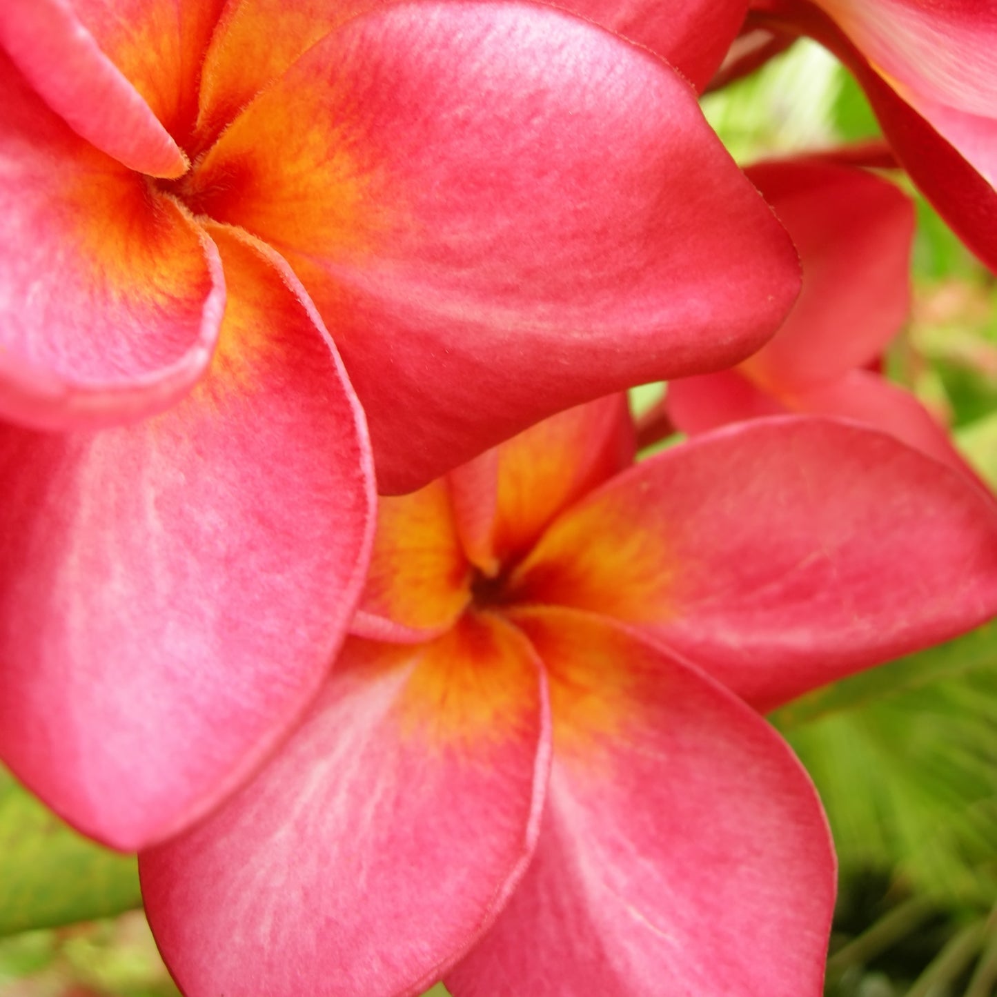 50 Plumeria Rubra Frangipani Seeds (Multi-Color)