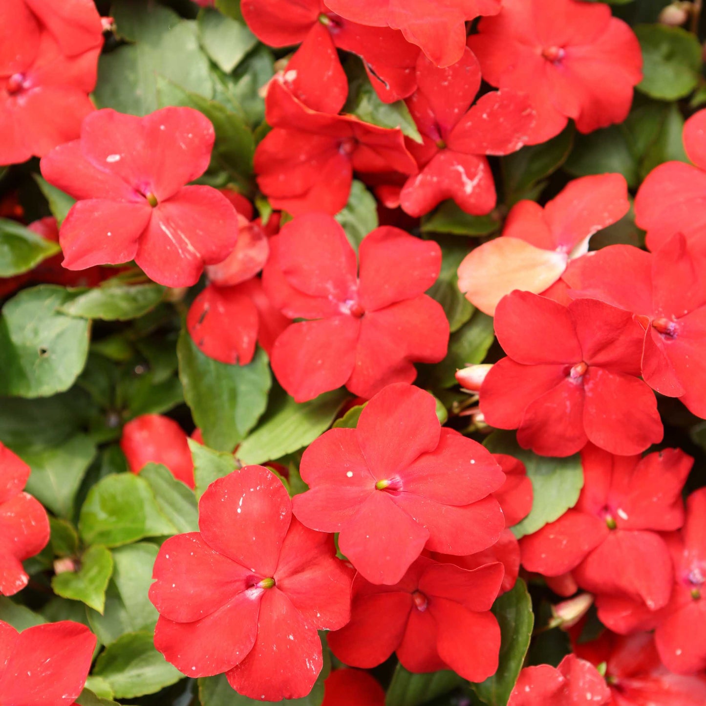 100Pcs Impatiens Flower Seeds Pack