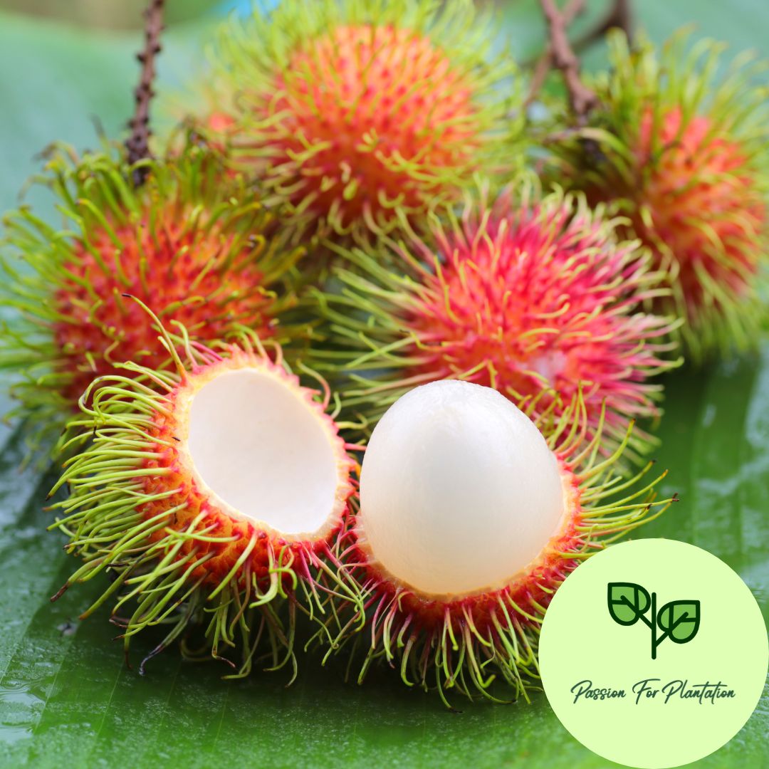 5Pcs Exotic Rambutan Fruit Seeds