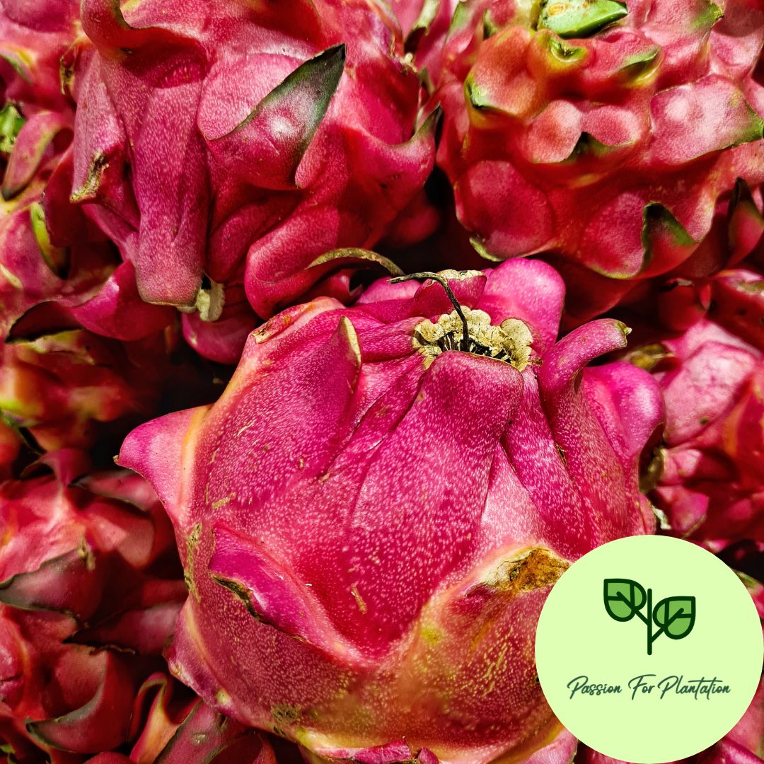 100Pcs Dragon Fruit Seeds