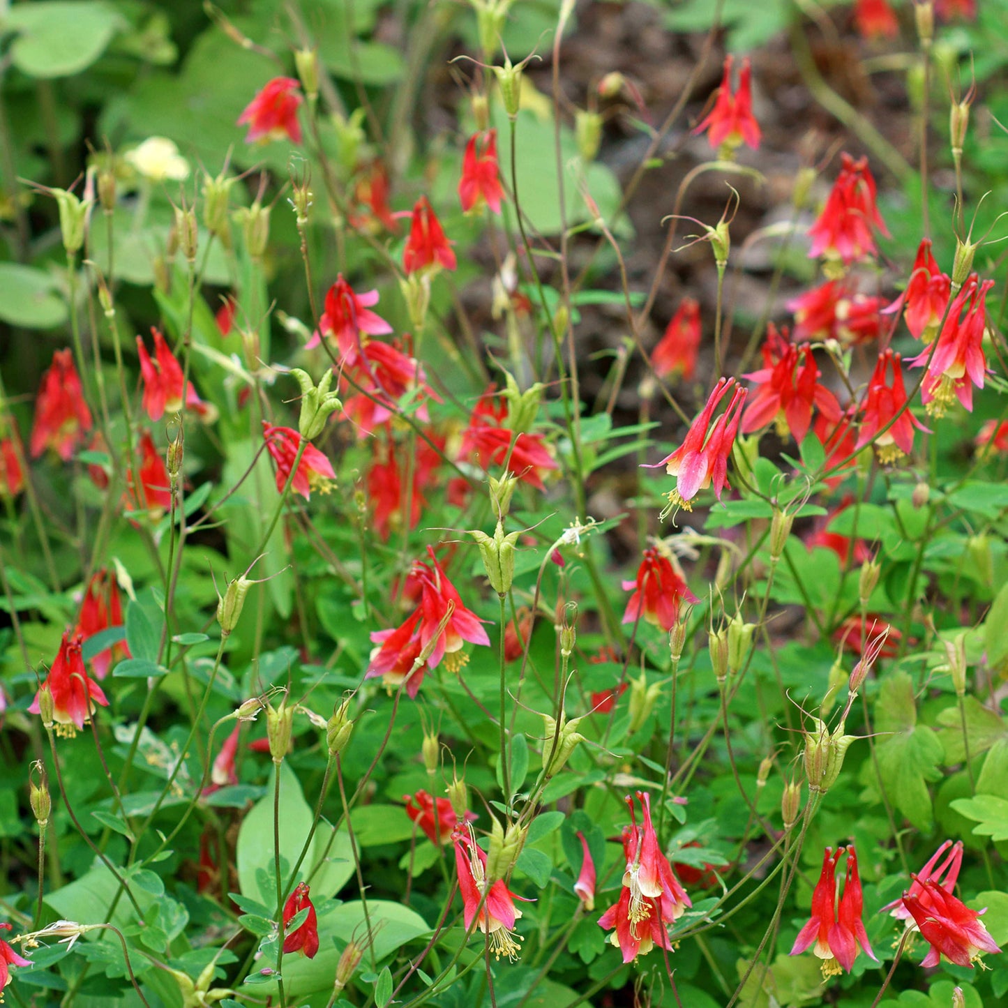 100Pcs Wild Columbine Flower Seeds