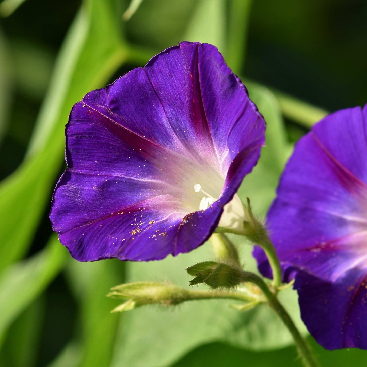100Pcs Mix Color Morning Glory Flower Seeds