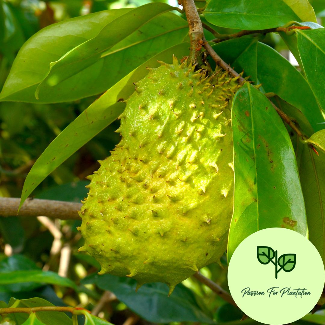 5Pcs Soursop Fruit Seeds