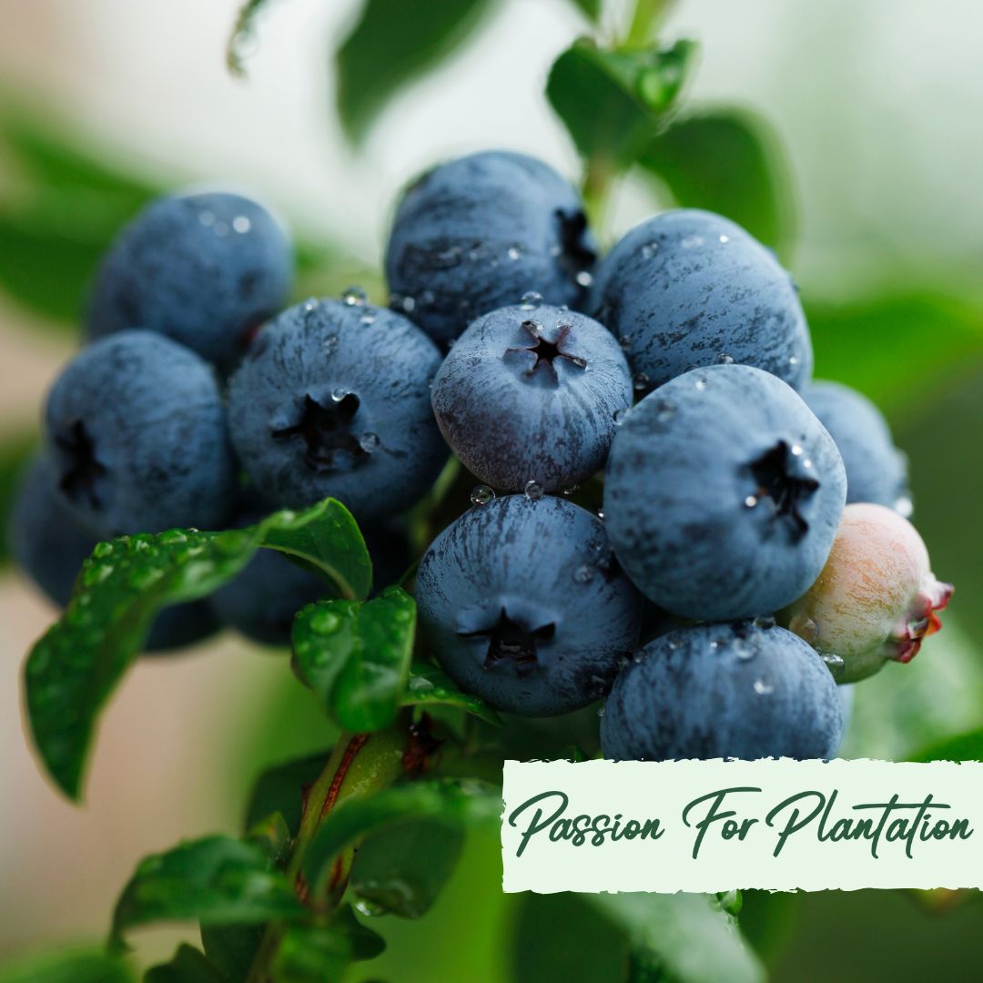 Immune Booster Fruit Seeds Bundle (3 Varieties) – Grow Your Own Superfoods