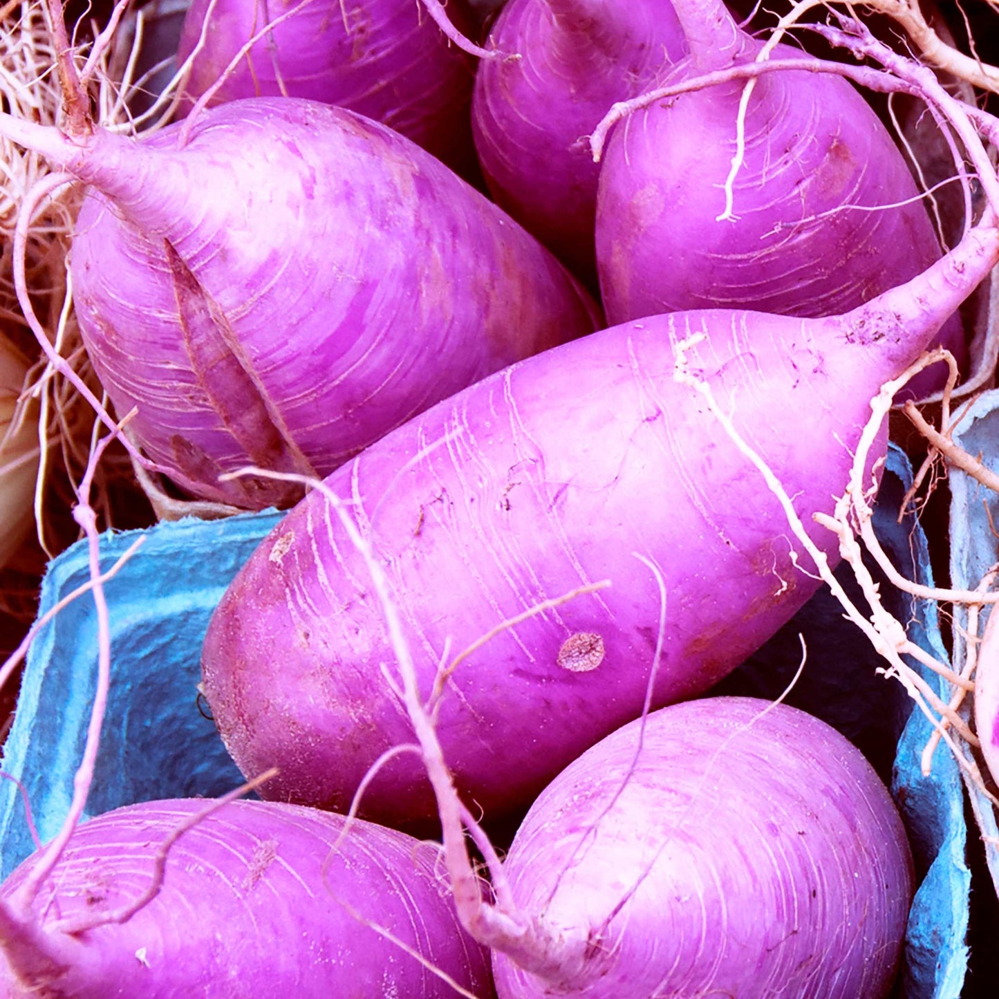 100Pcs Organic Turnip Seeds Pack