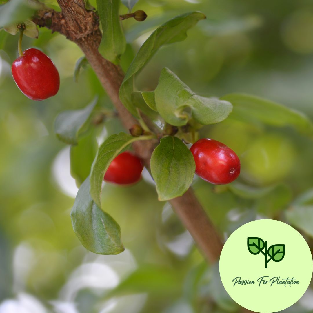 5Pcs Sweet Cherry Fruit Tree Seeds