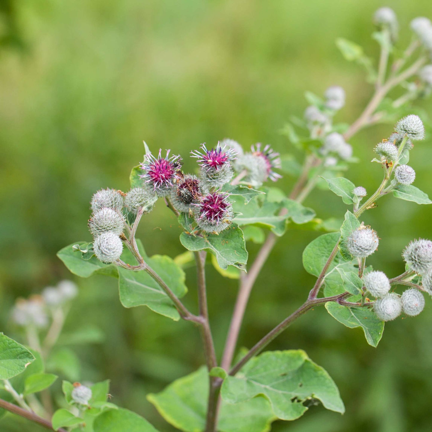 100Pcs Organic Burdock Seeds