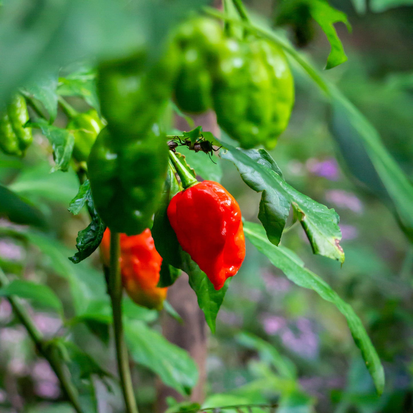 100Pcs Carolina Reaper Pepper Seeds