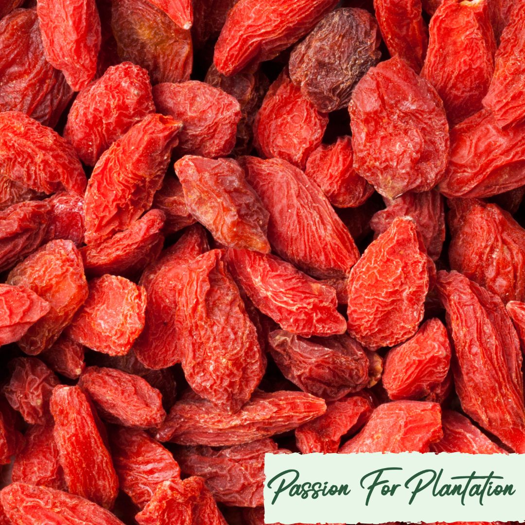 100Pcs Himalayan Goji Berry (Wolfberry) Seeds