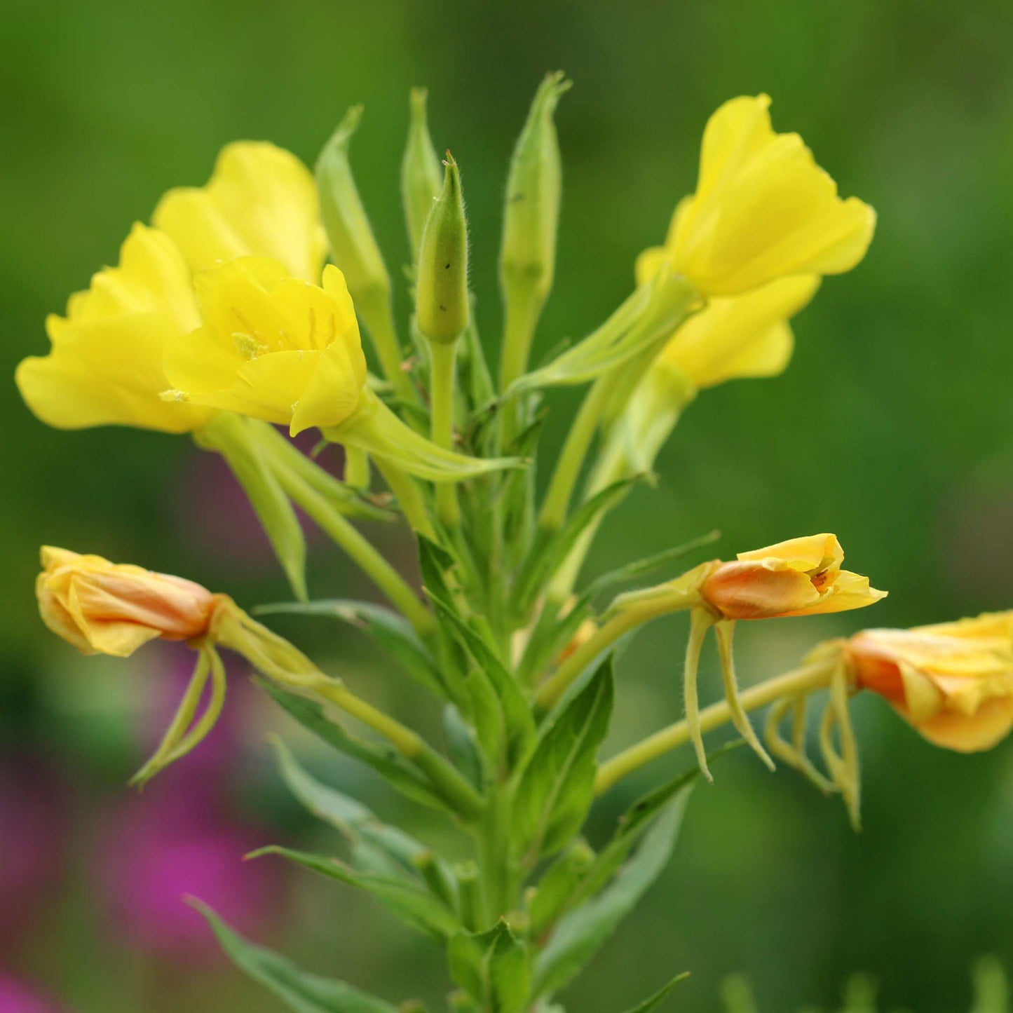 100Pcs Evening Primrose Flower Seeds Pack