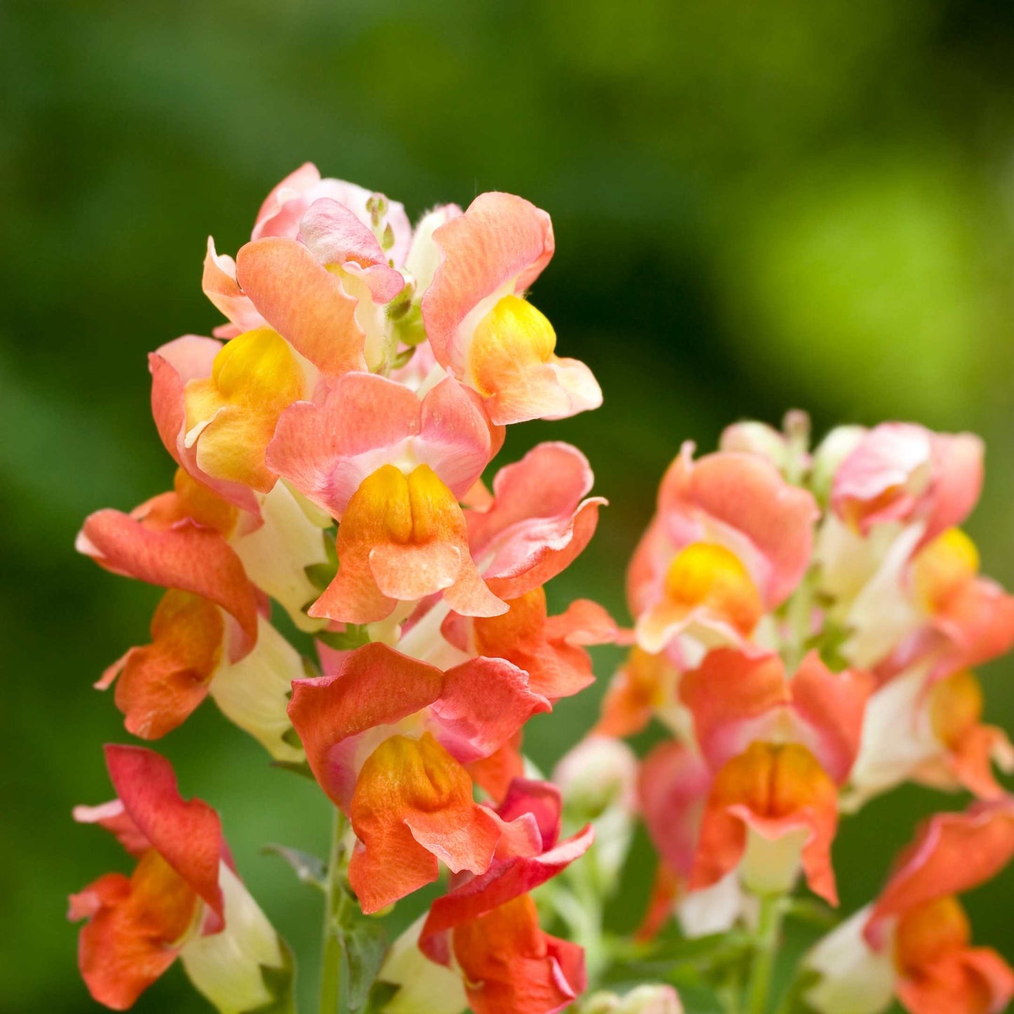 100Pcs Organic Snapdragon Flower Seeds Pack