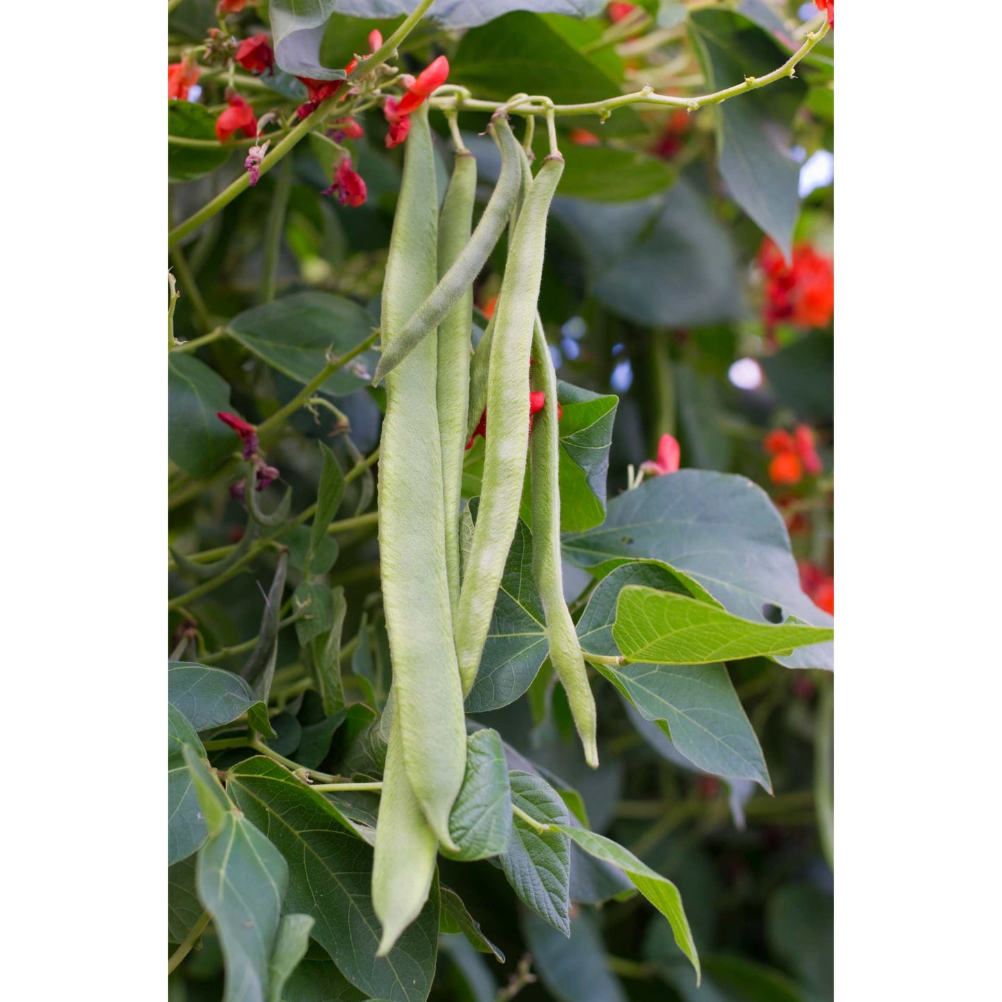10Pcs Organic Scarlet Runner Bean Seeds