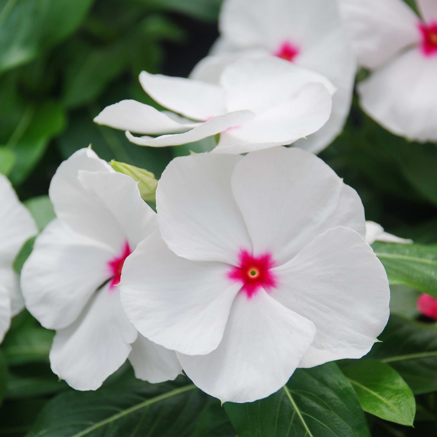 100Pcs Vinca Flower Seeds