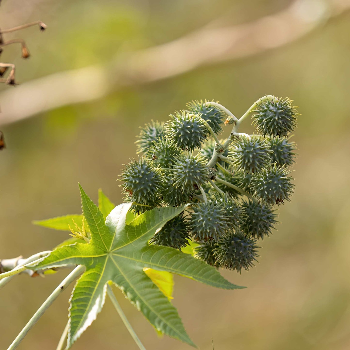 10Pcs Organic Castor Bean Seeds Pack