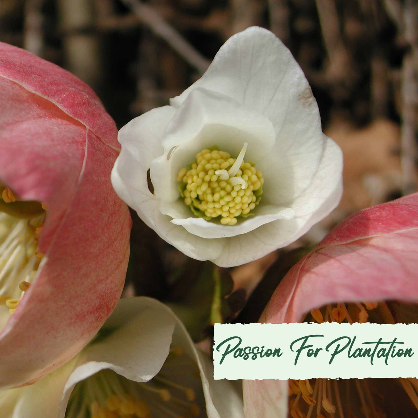 White Angel Christmas Rose (Helleborus Niger) Flower Seeds